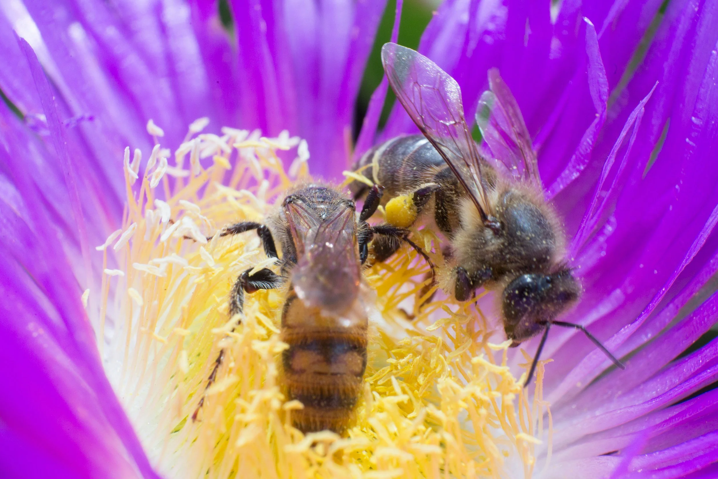 Two bees on a flower | Bee Nutrition from The Salty Bee Maine