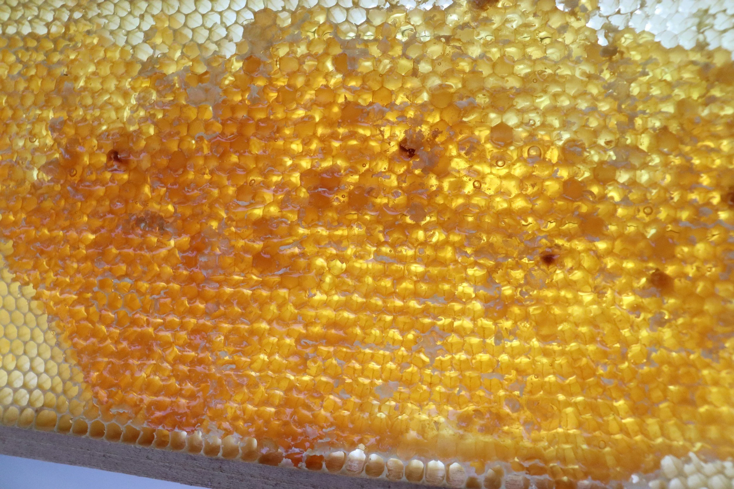 Honey comb with light shining through from unsplash | The Salty Bee Maine
