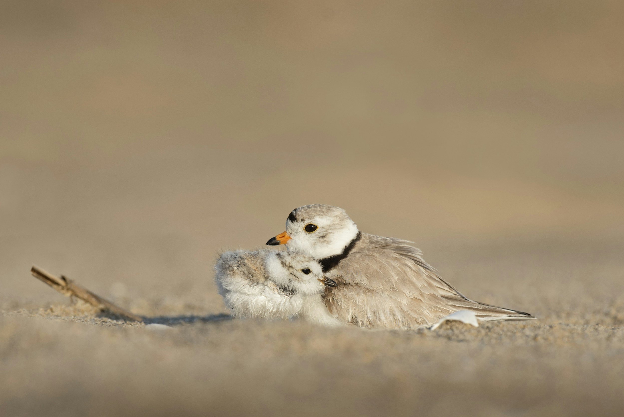 A parent bird, possibly a piping plover, sitting on sandy ground, holding a fluffy chick close to its chest in a nurturing pose.