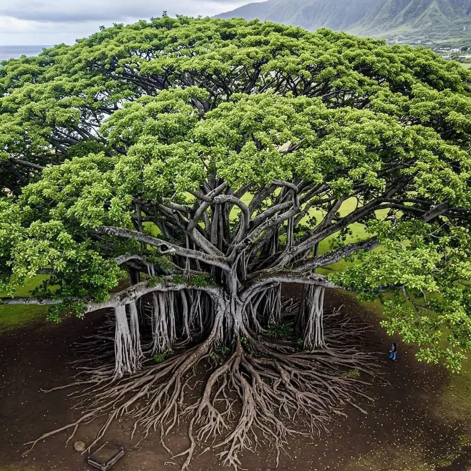A large, ancient Ficus tree with a dense green canopy and extensive aerial roots spreading from the branches to the ground.