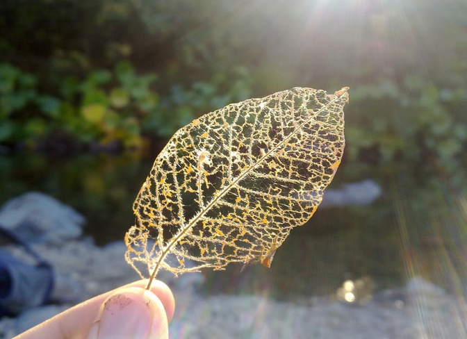 Close-up of a hand holding a leaf skeleton, with sunlight shining in the background.