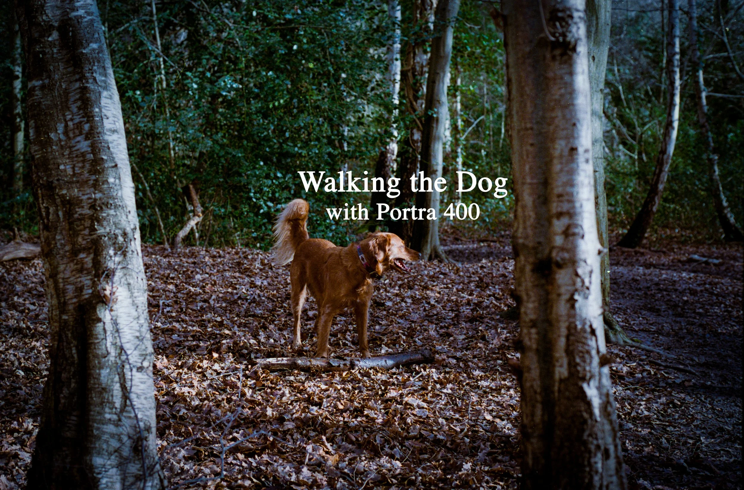 Walking the Dog with Portra 400