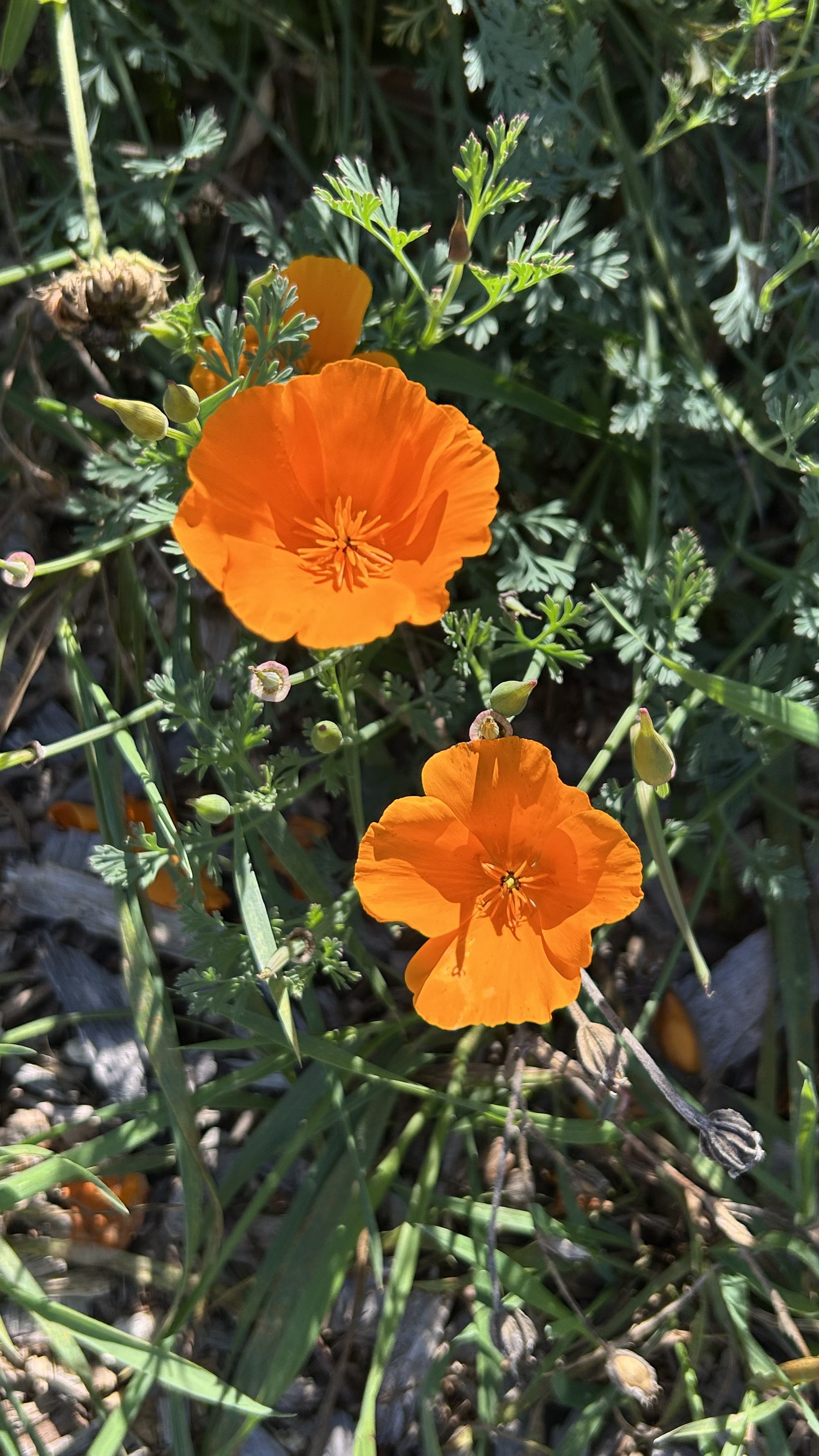 IMG_3936.jpeg