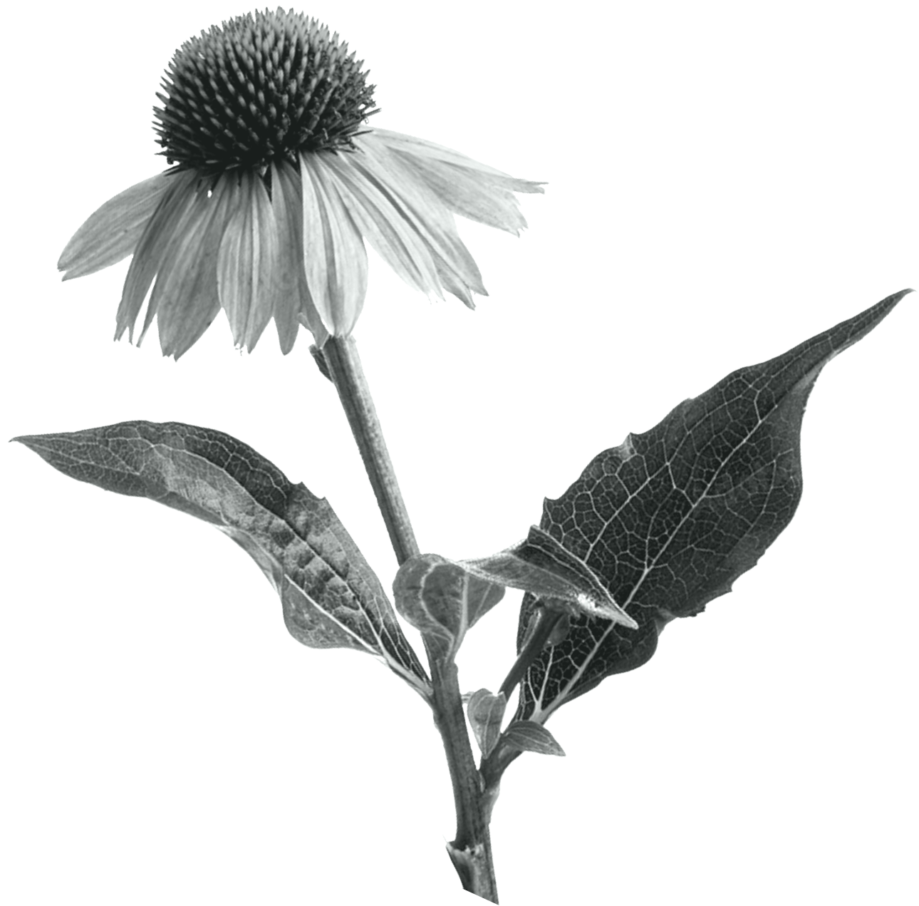 A black and white photo of a sunflower with detailed leaves and a central flower head.