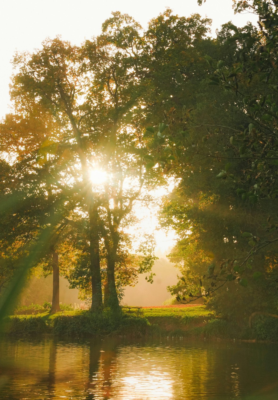 Sunlight filters through trees near a calm body of water in a peaceful forest scene.