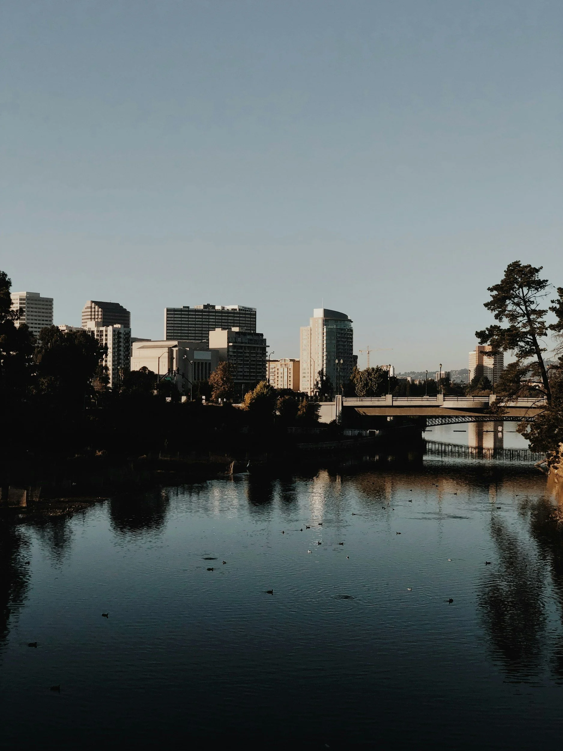 City skyline with high-rise buildings along a river, with trees and birds in the foreground, under a clear blue sky.