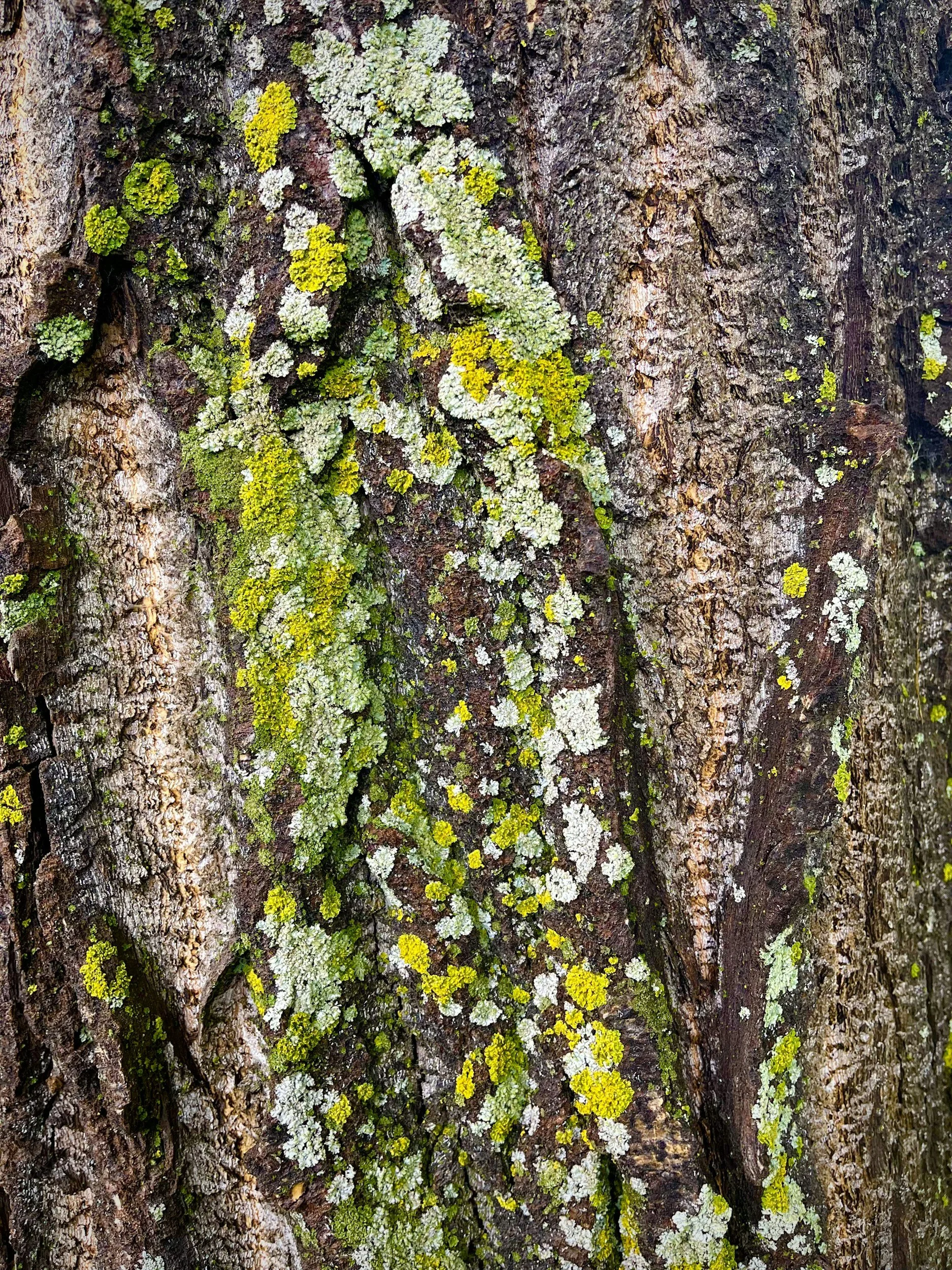 green lichen on bark