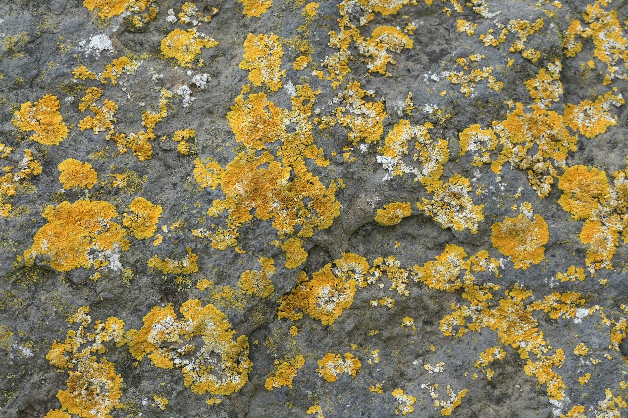 orange lichen on rock