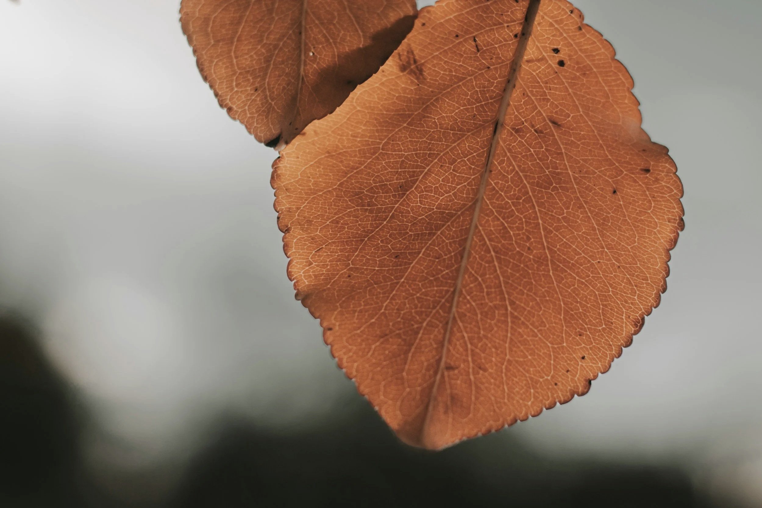 Close-up of a brown, autumn leaf with visible veins, hanging against a blurred background.