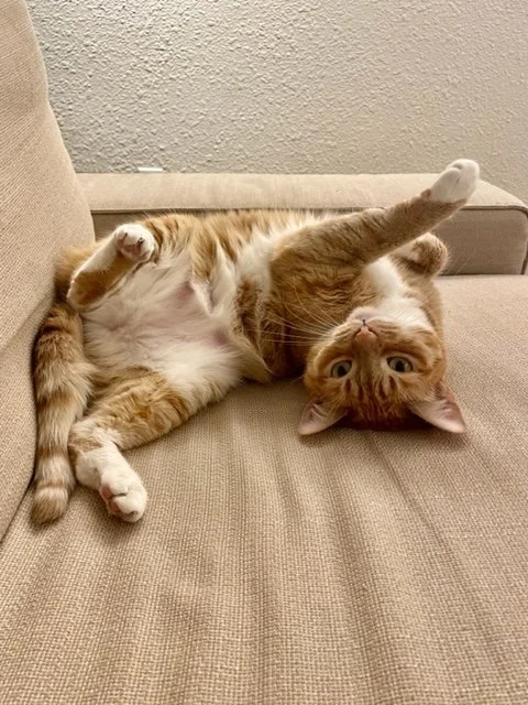 Orange tabby cat lying on its back on a beige couch, looking upside down at the camera, with one paw extended upward.