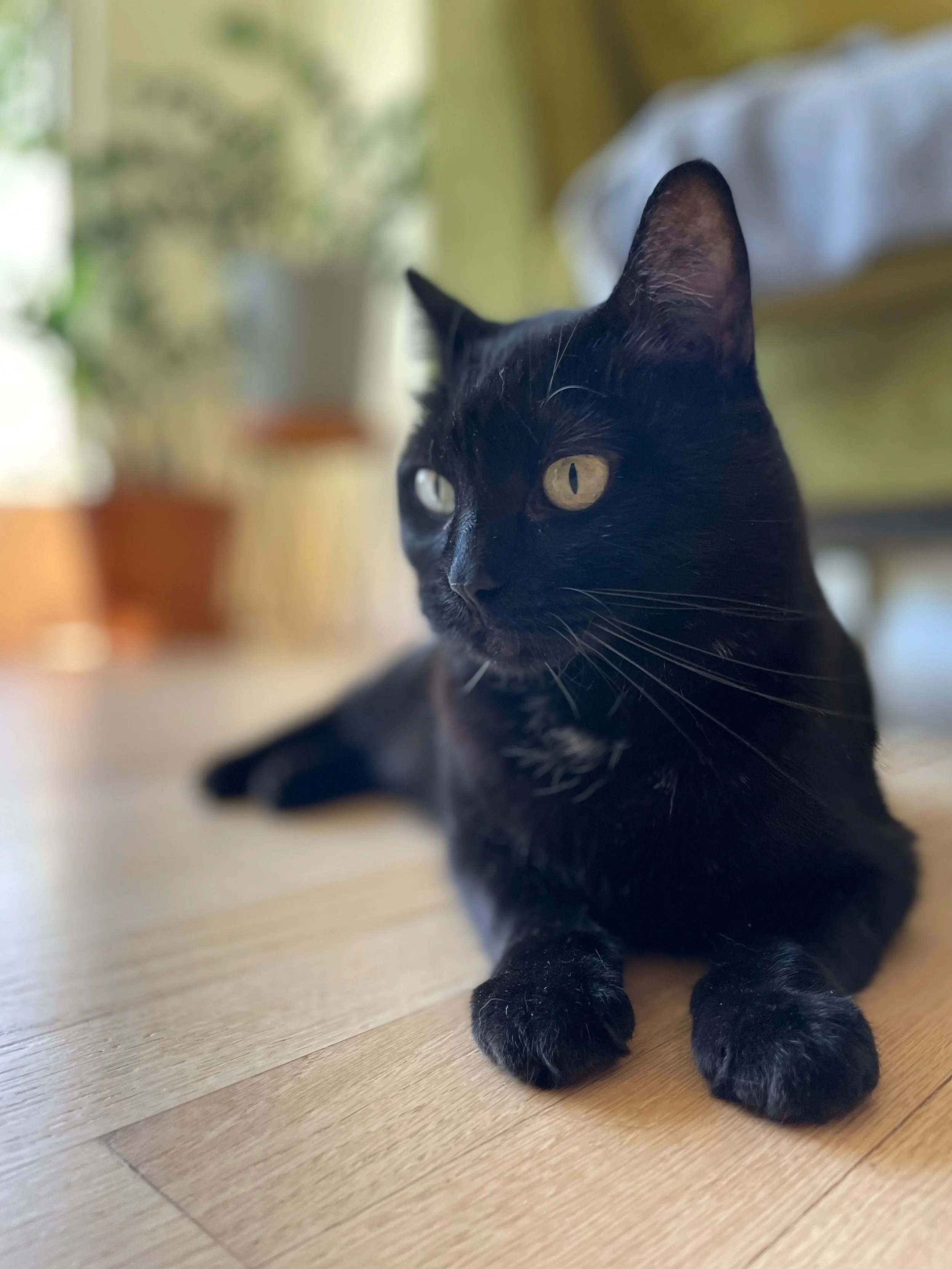 Black cat lying on a wooden floor, looking off to the side.