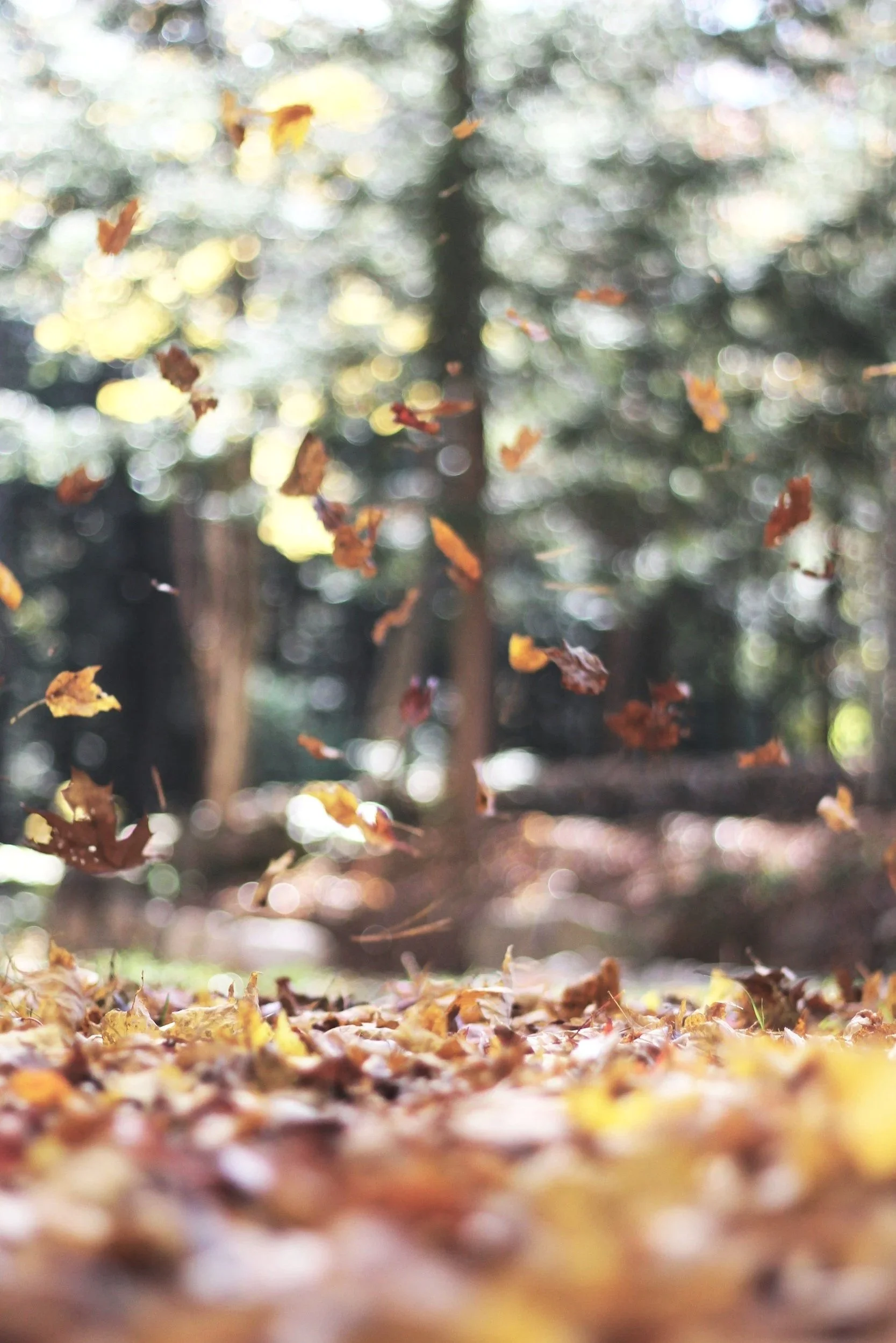 Fallen autumn leaves on the ground with trees in the background, blurry sunlight filtering through the branches.