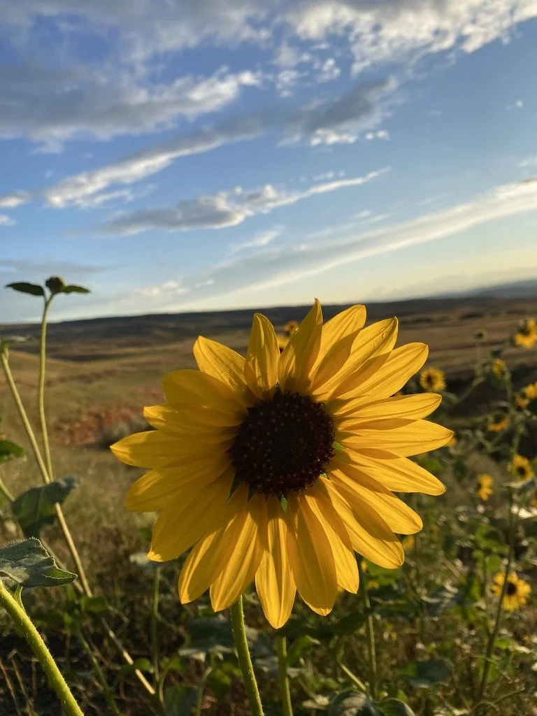 Resilient Shield: 4 Month Coaching Program