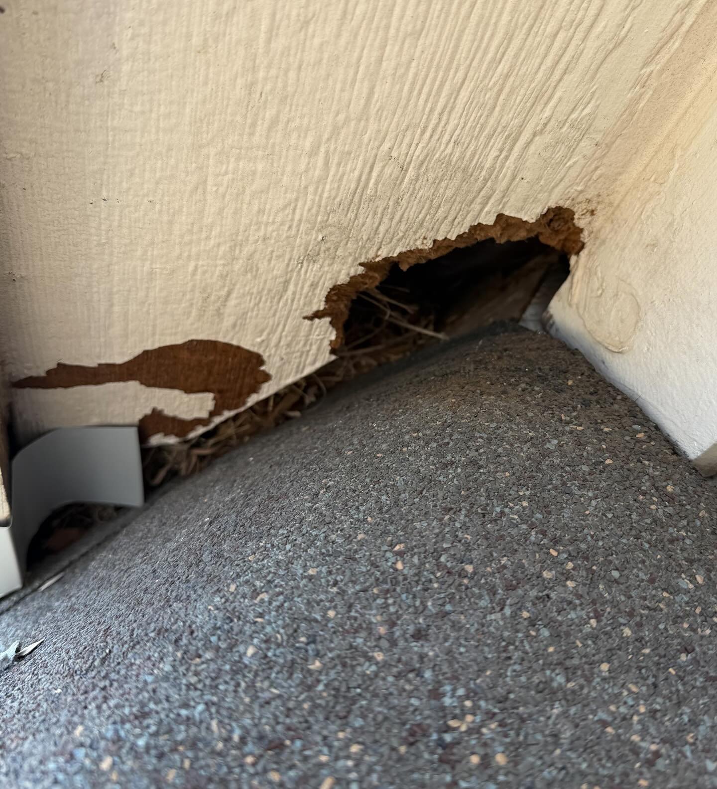 Dealing with rodents?🐭🐿️ Don&rsquo;t wait! 

Roof gaps and garage corners are major entry points we find every day.

Drop a comment and I&rsquo;ll send you details to schedule your FREE consultation.