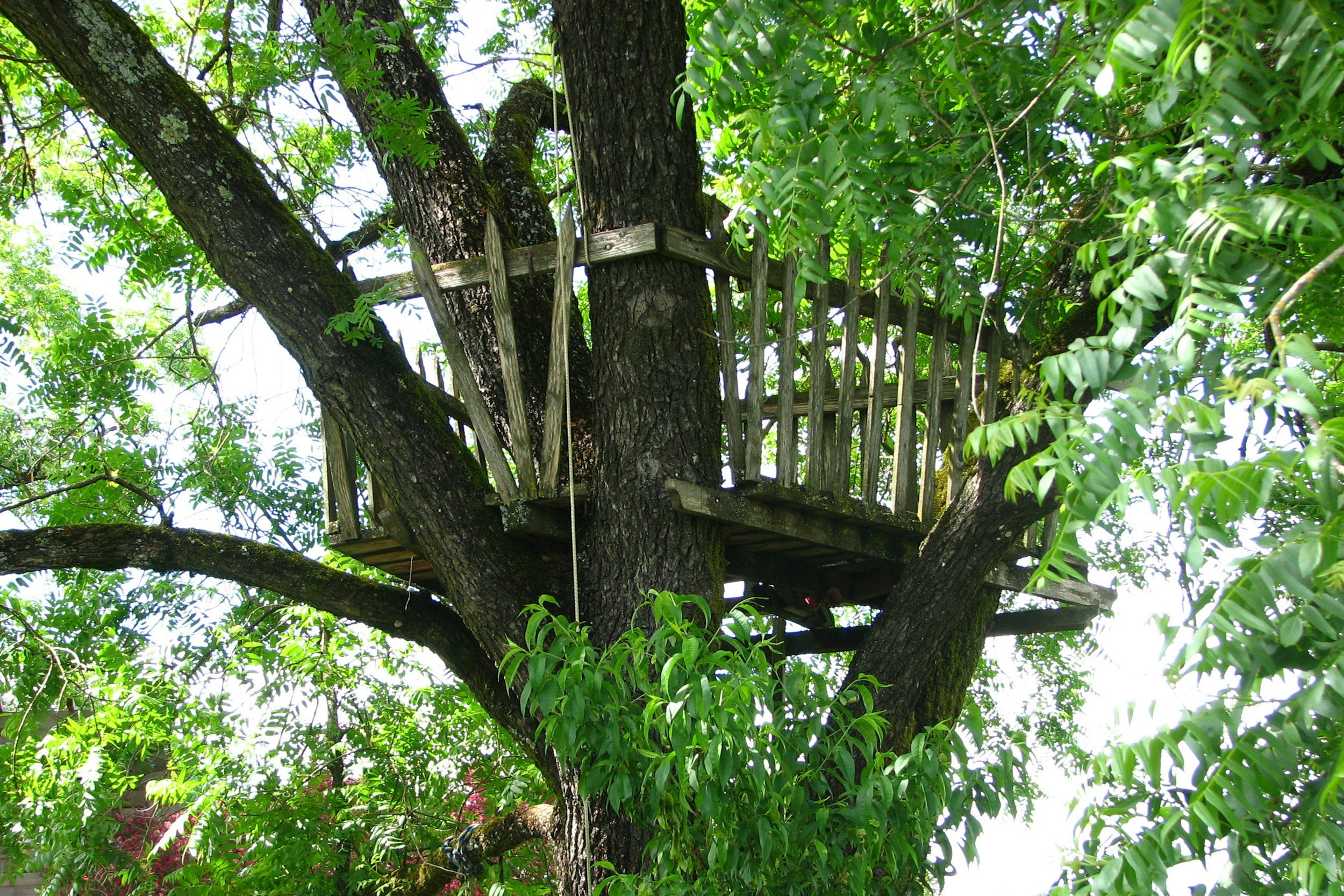 A large tree with multiple trunks and green leaves, featuring a wooden treehouse built among its branches.