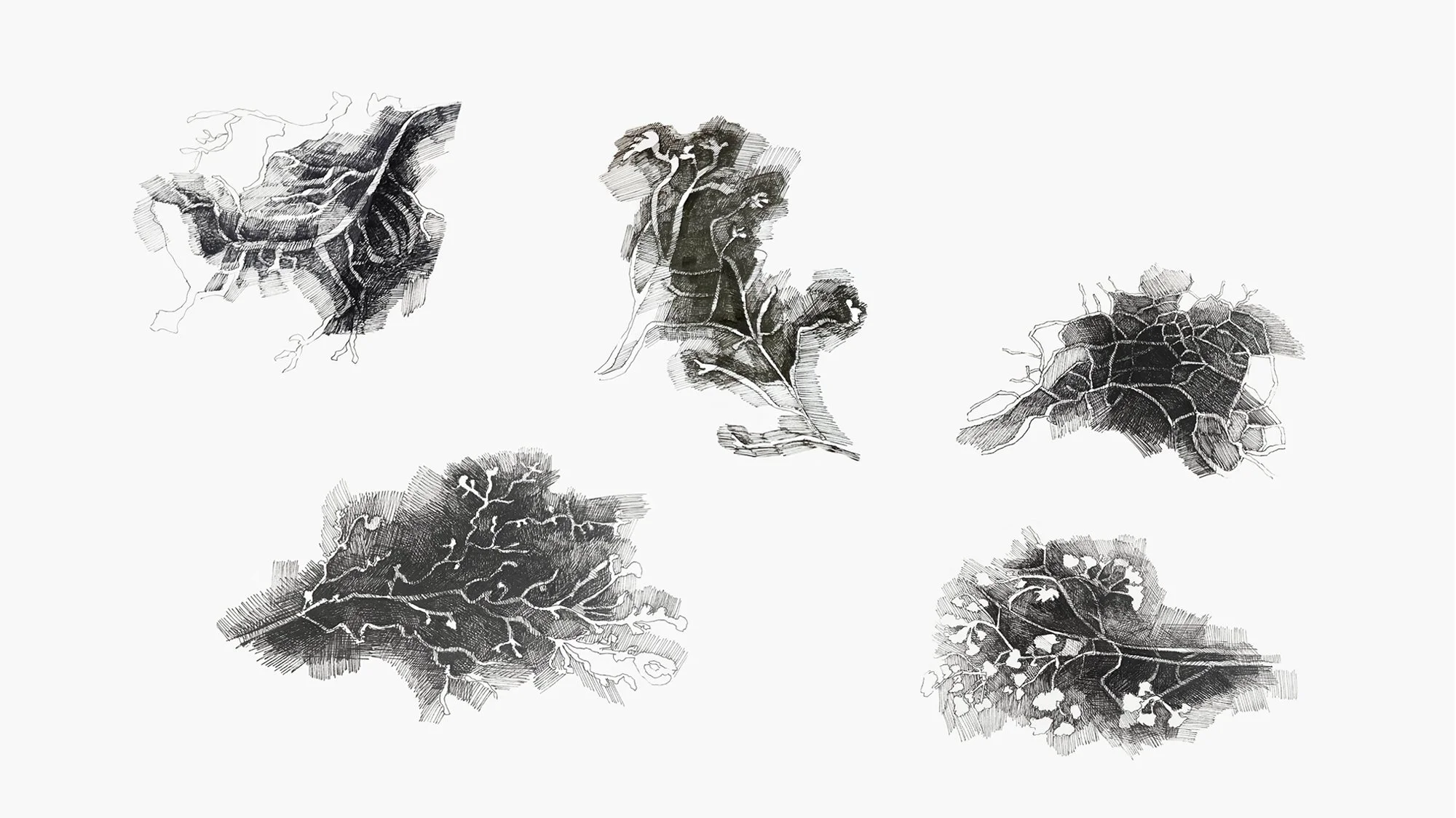 Physarum Polychephalum, ink drawings, Carolina Lombardi, artist, Rome