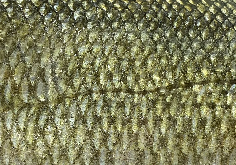 Ricamando il Caos, reference photo