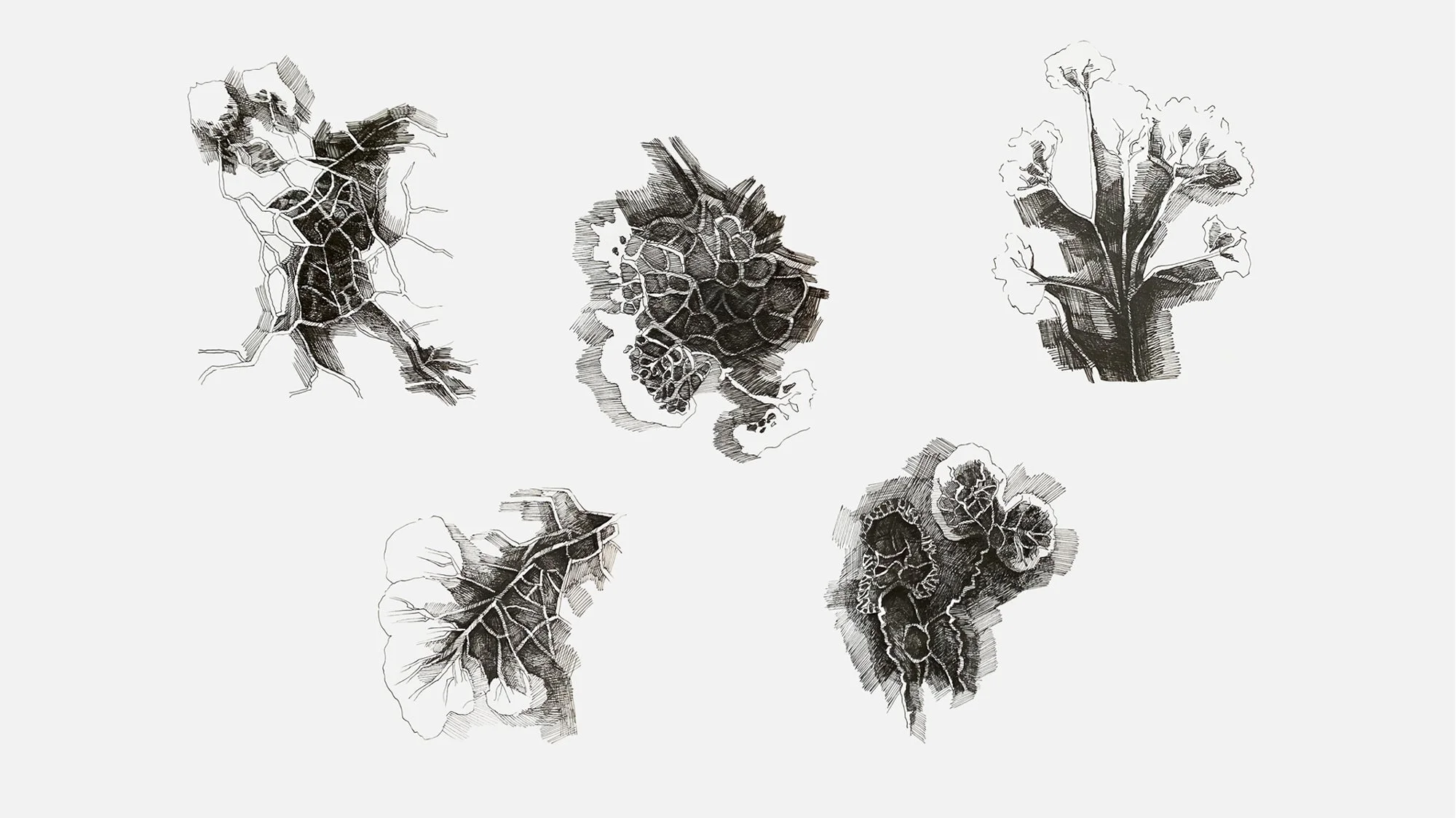 Physarum Polychephalum, ink drawings, Carolina Lombardi, artist, Rome