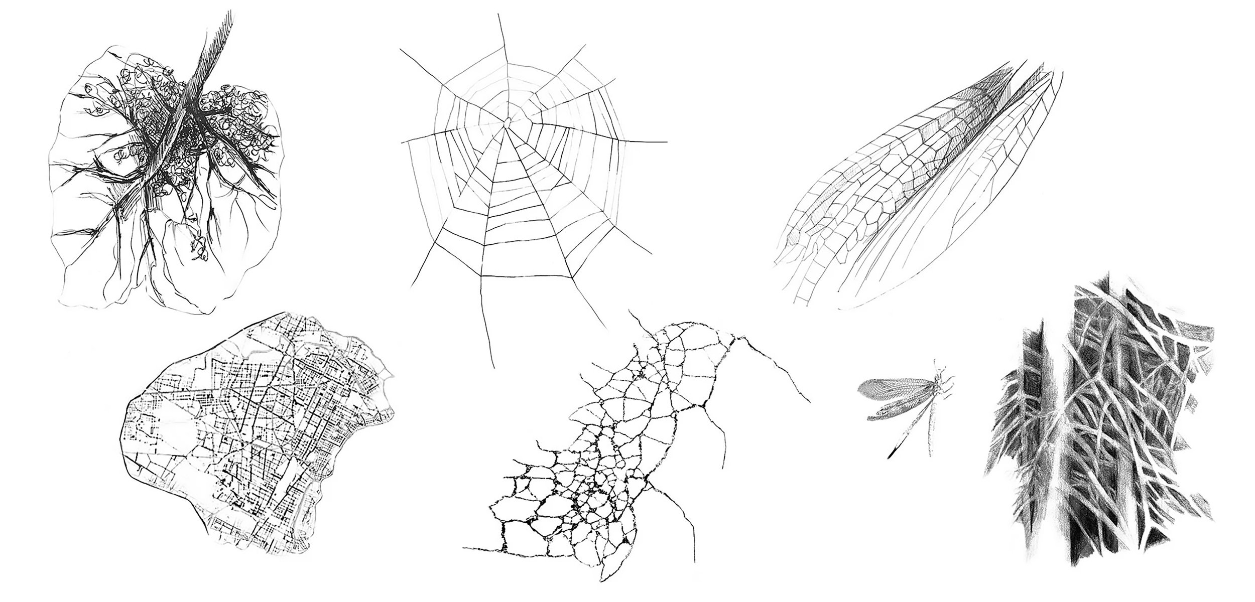 Ink an pencil drawings. Carolina Lombardi
