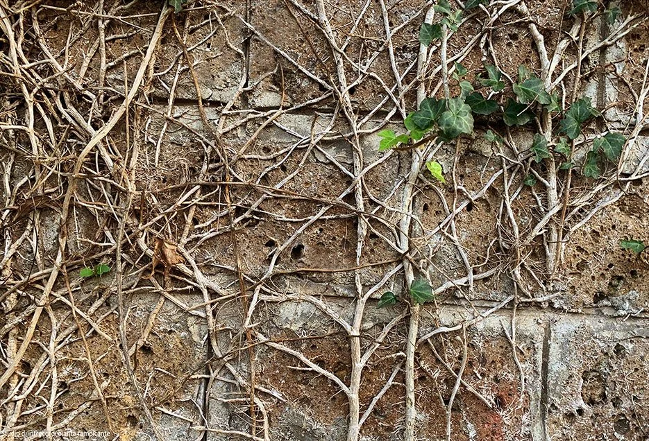 Ricamando il Caos, reference photo