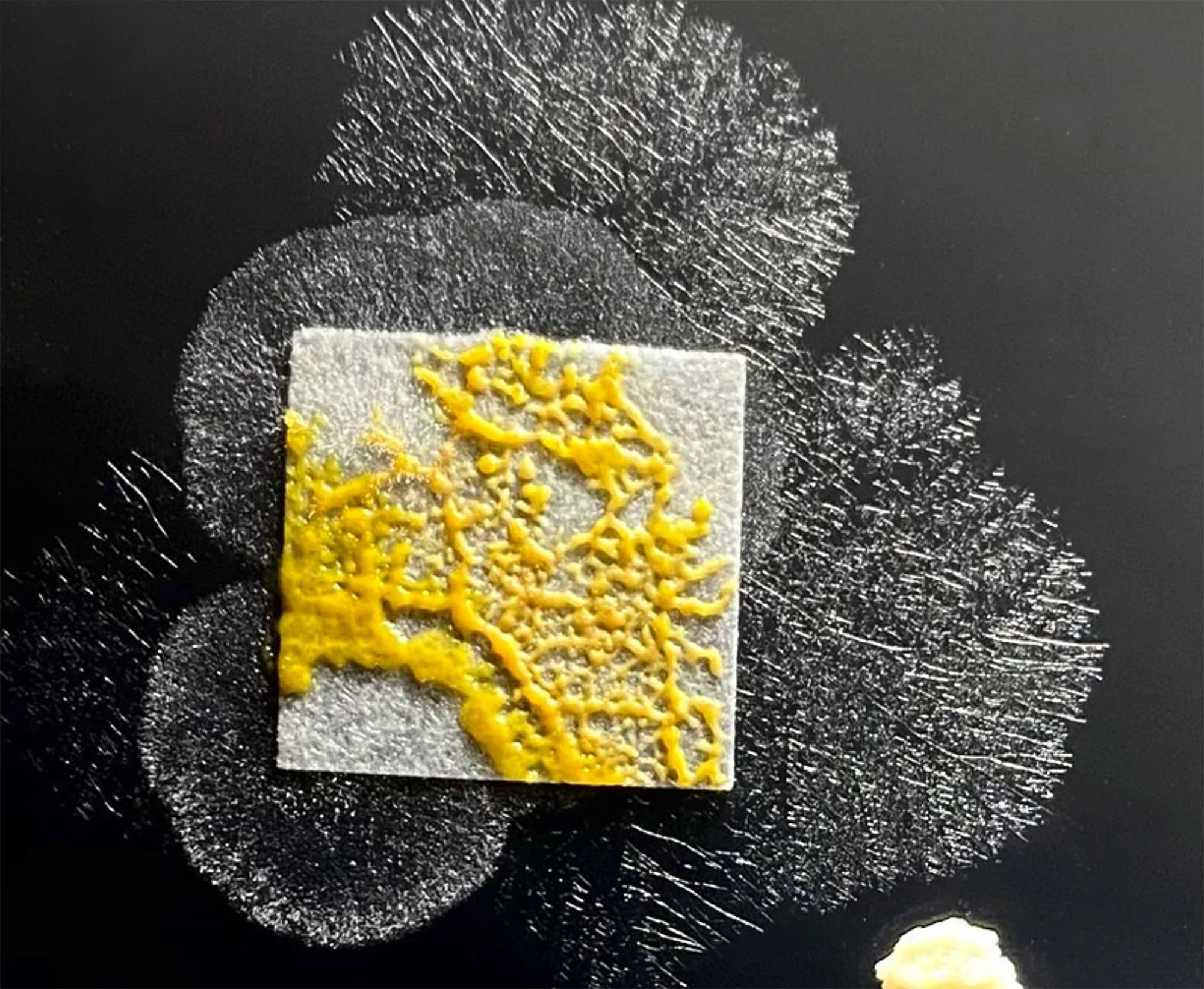 Physarum work in progress, Carolina Lombardi, artist, Rome