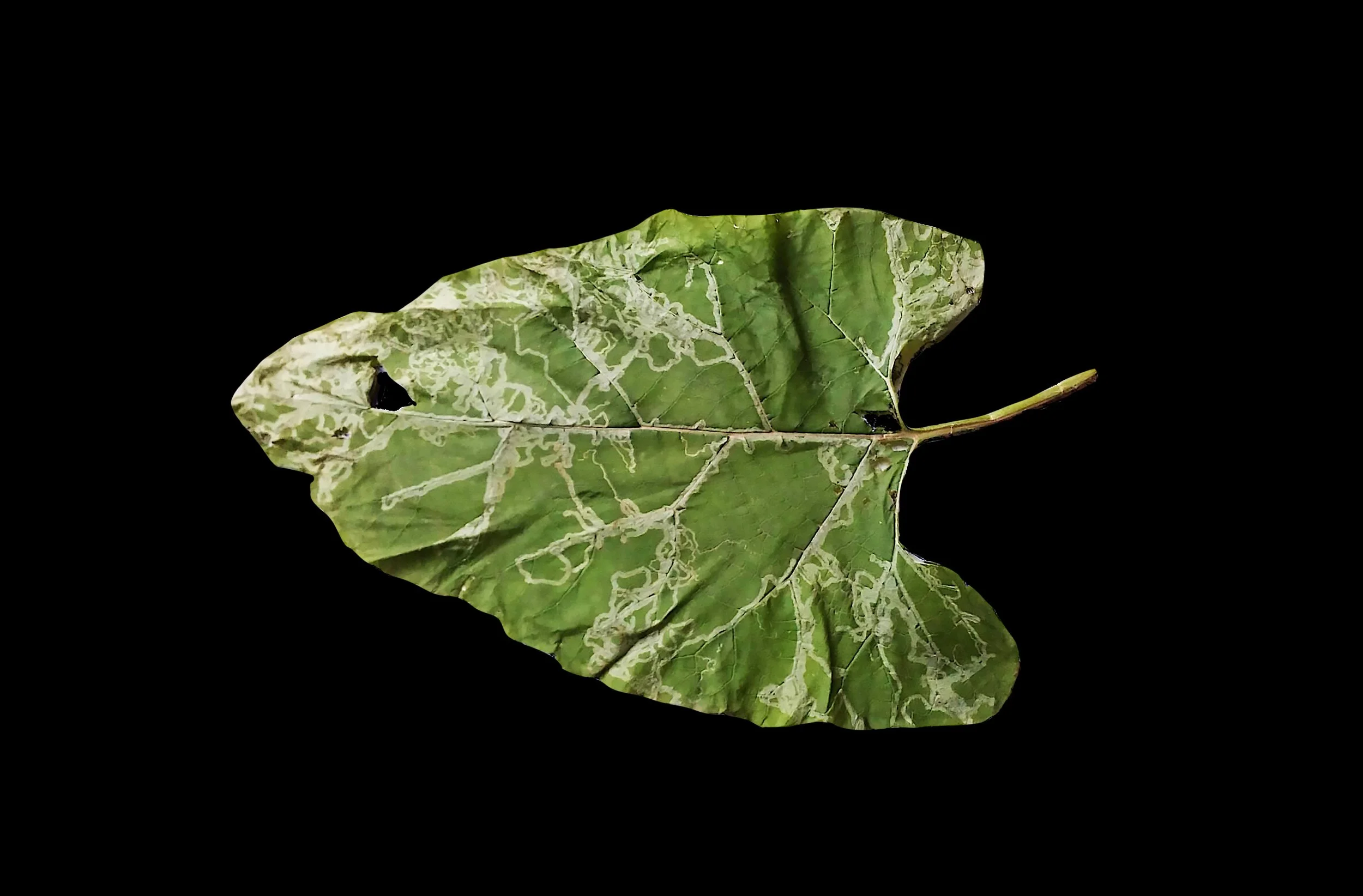 Carolina Lombardi, artist, Rome