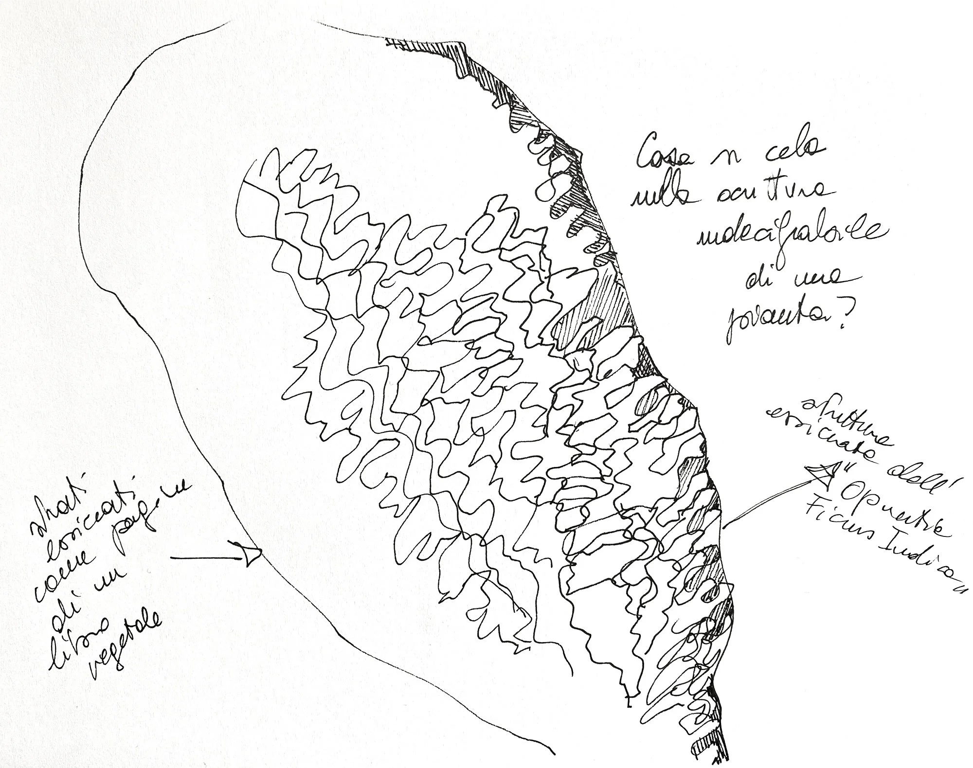 Carolina Lombardi - Trama Narrativa - sketch