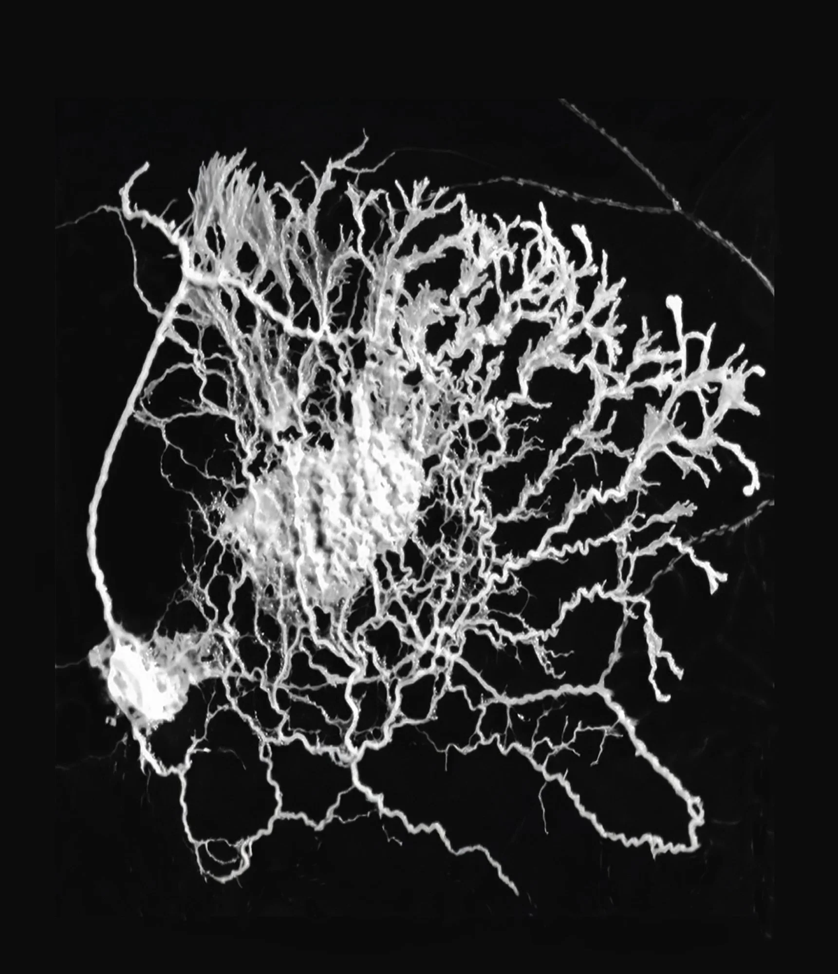 Physarum Polycephalum, Carolina Lombardi, artist, Rome