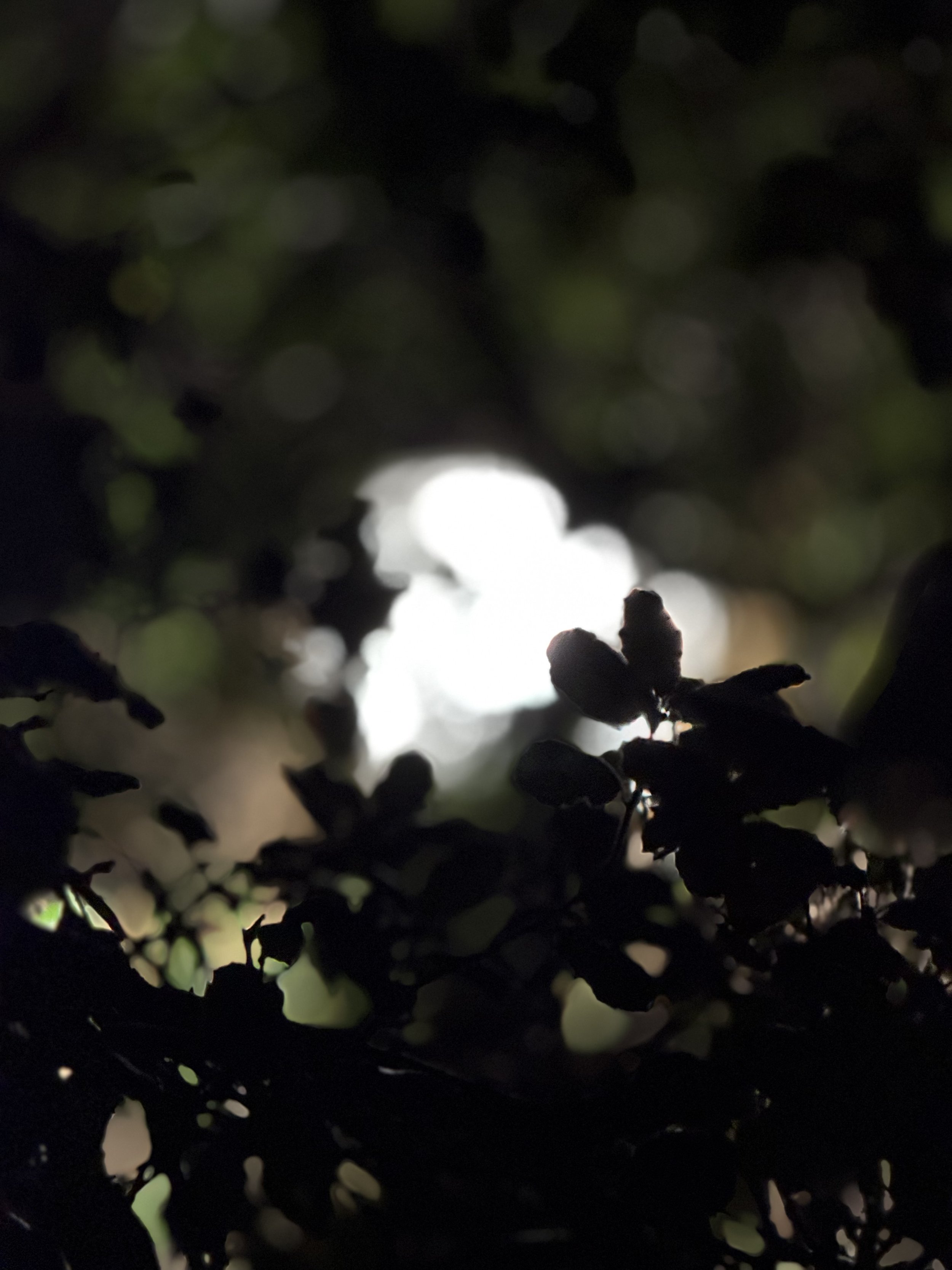 Close-up of dark leaves or branches in a shadowy area with bright light in the background.