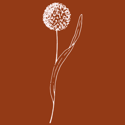 Minimalist illustration of a dandelion flower with a spherical seed head and a single leaf on a brown background.