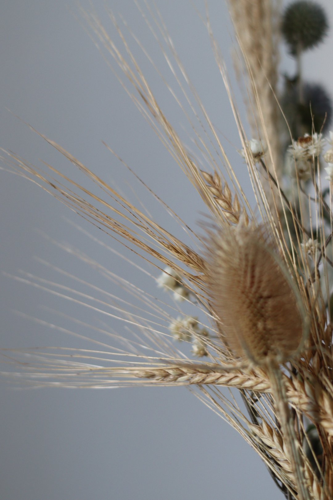 Close-up of dried wheat stalks and small white flowers against a clear sky.