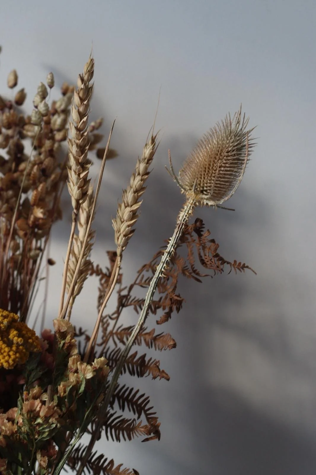 Dried flowers and wheat stalks against a plain background.