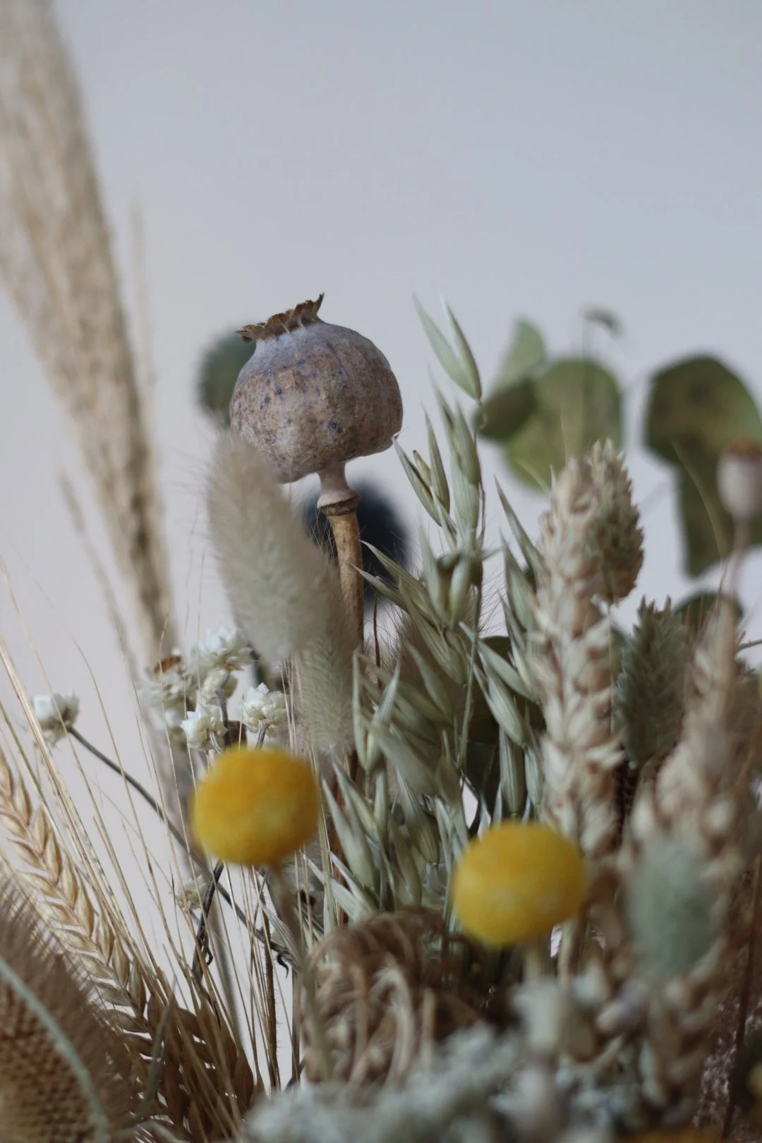 A dried botanical arrangement featuring a poppy seed pod, yellow billy buttons, and various dried grasses and foliage.
