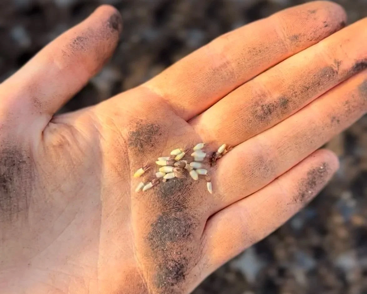 A dirty hand holding several small, white sprouted seeds, with soil on fingers