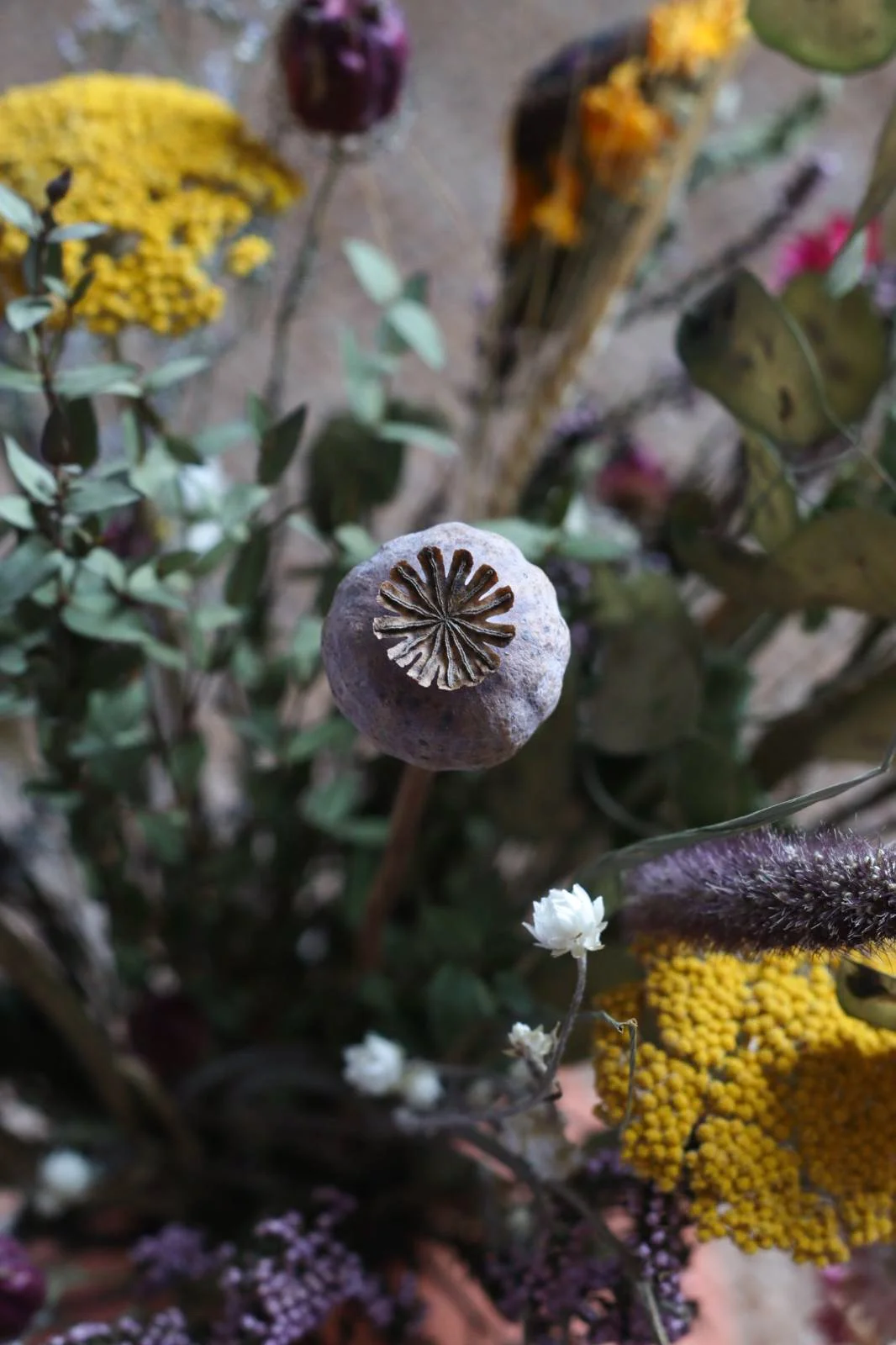 A dried poppy seed pod surrounded by colorful flowers and green leaves.