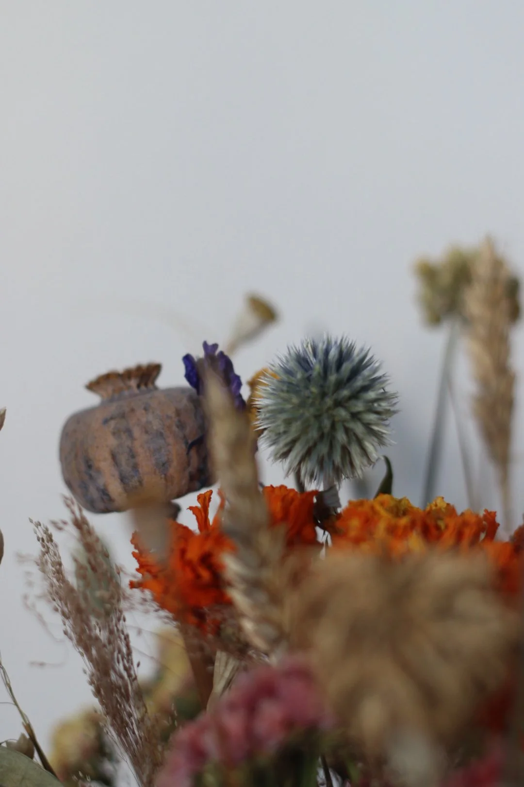 Close-up of dried flowers, seed pods, and a thistle with a plain gray background.