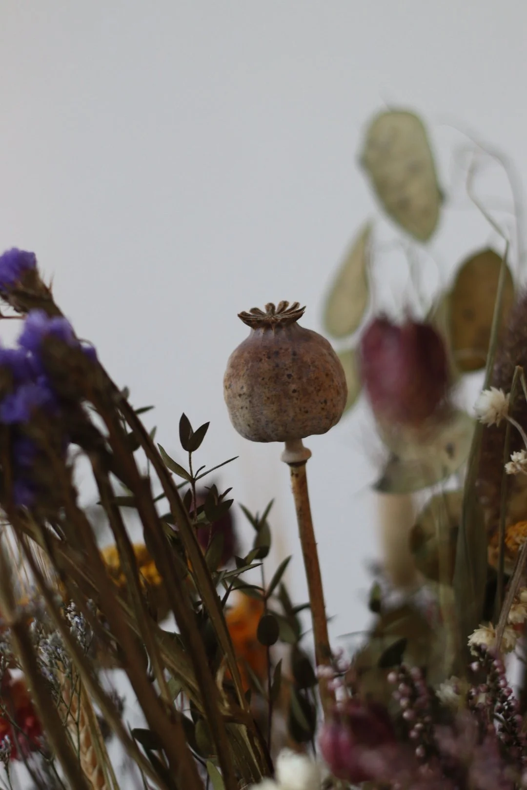 Close-up of dried flowers and seed pods on stems against a plain background.