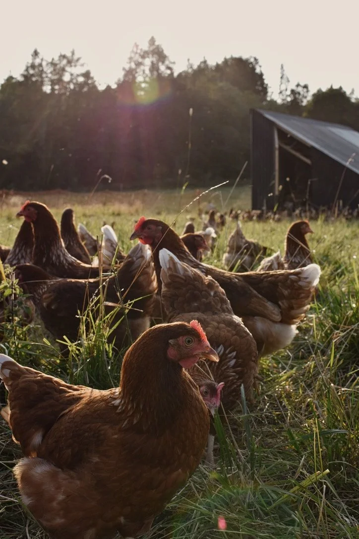 73887D92-41F8-49FB-9834-B6B1B39D3F10_1_105_c copy.jpeg