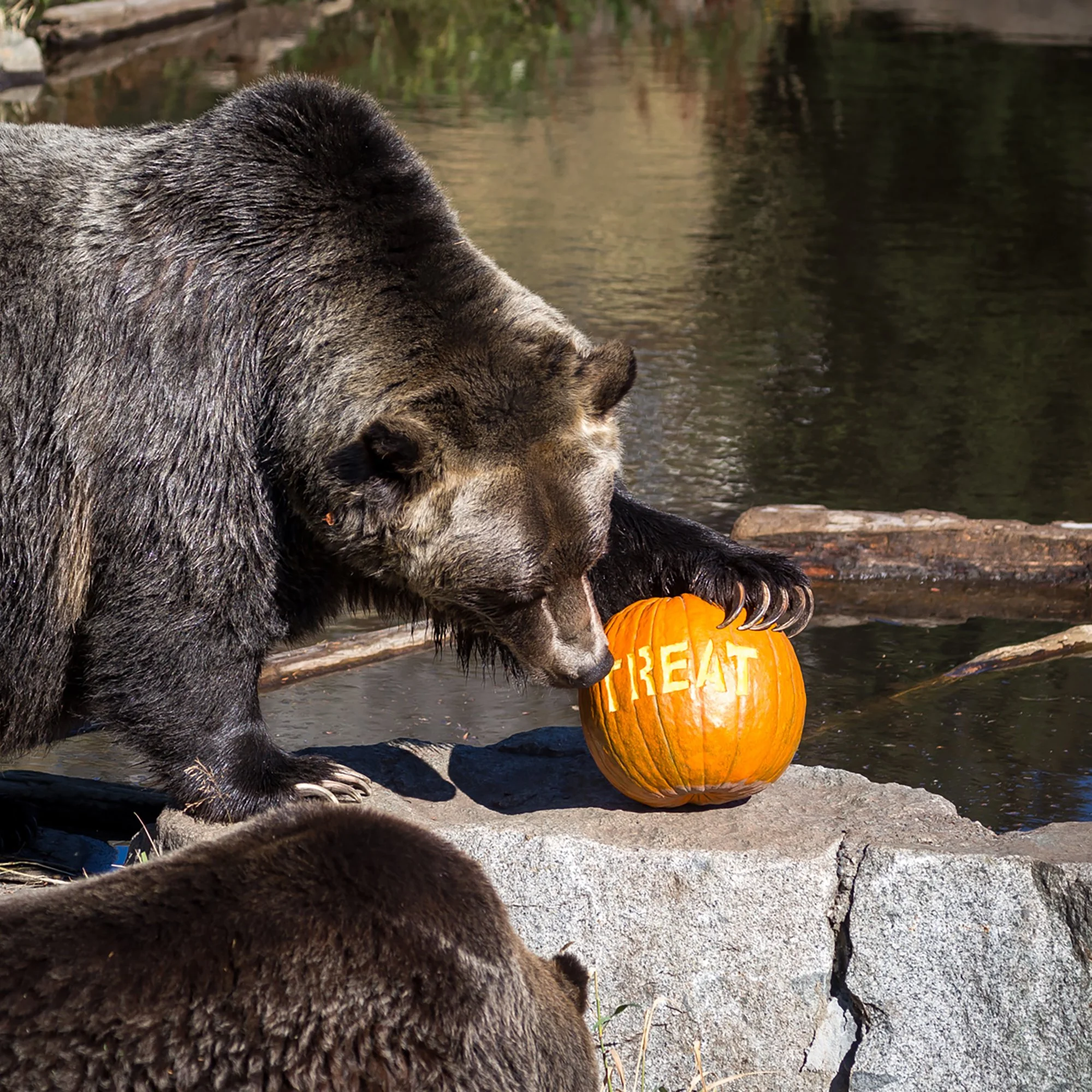 A bear with gray fur is using its paw to hold a carved pumpkin with the word 'TREAT' engraved on it, while standing on a large rock near a body of water.