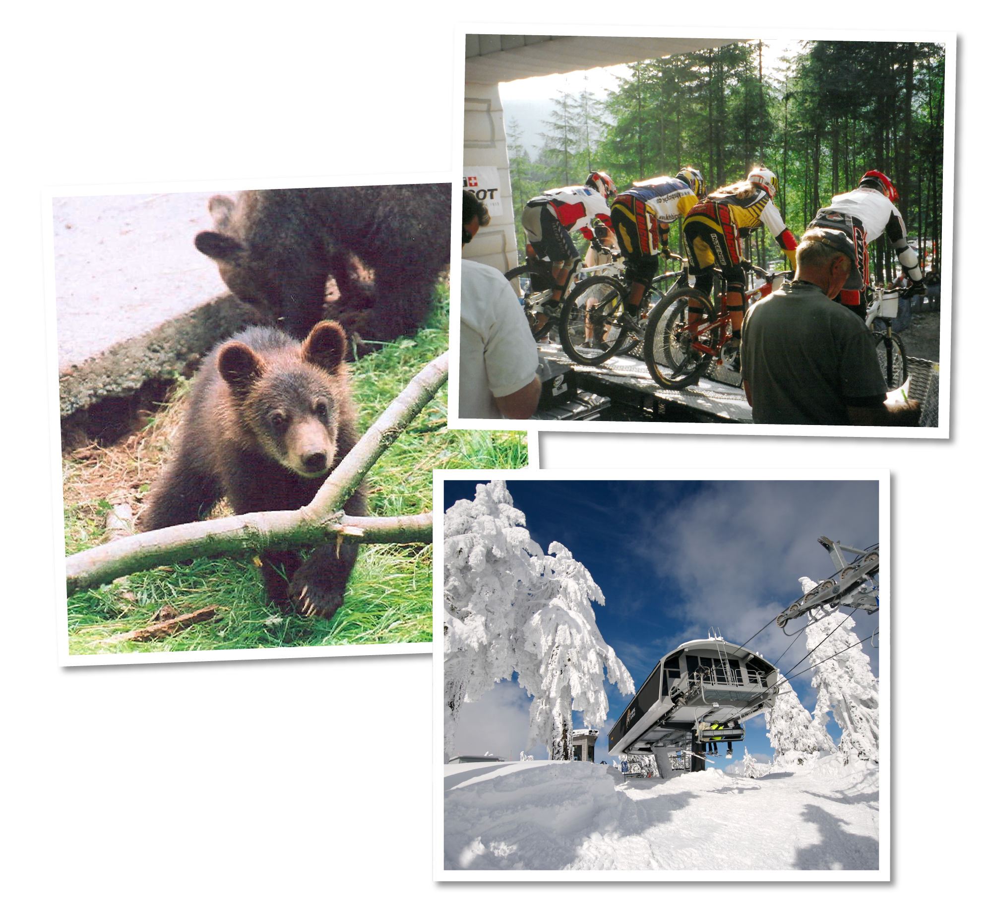 Collage of outdoor activities showing a bear cub in a forest, a mountain biking group riding on a trail, and a snow-covered ski lift with trees.