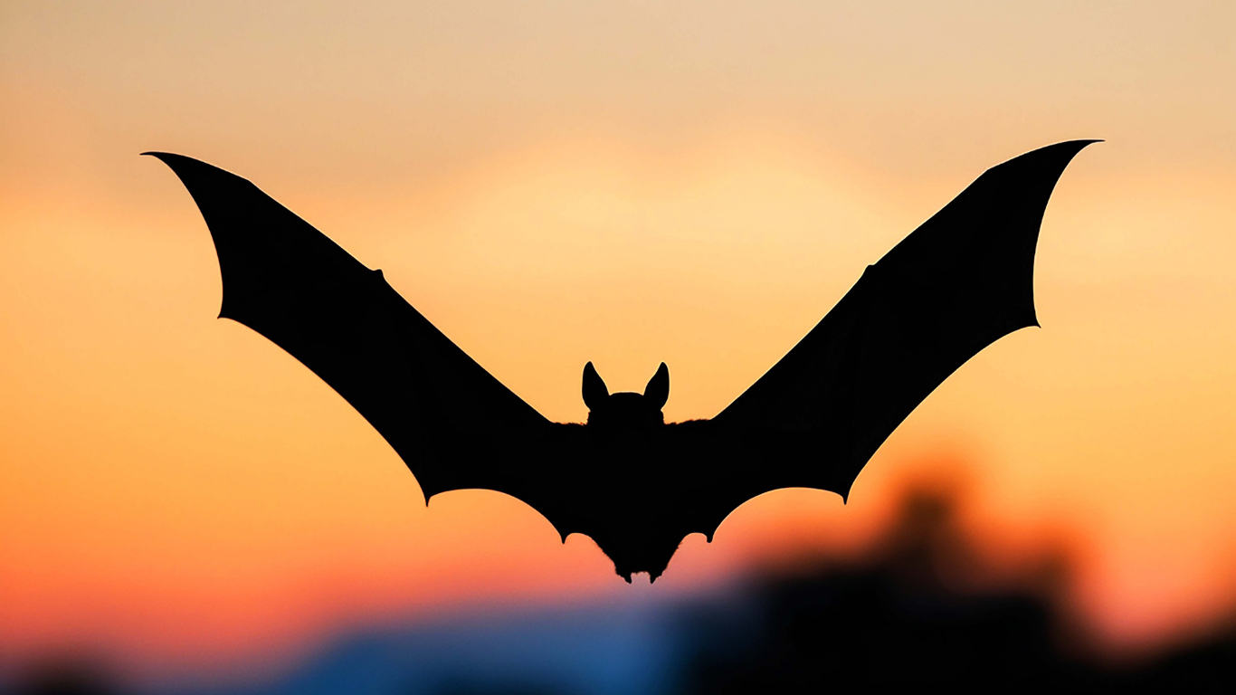 Bat Night