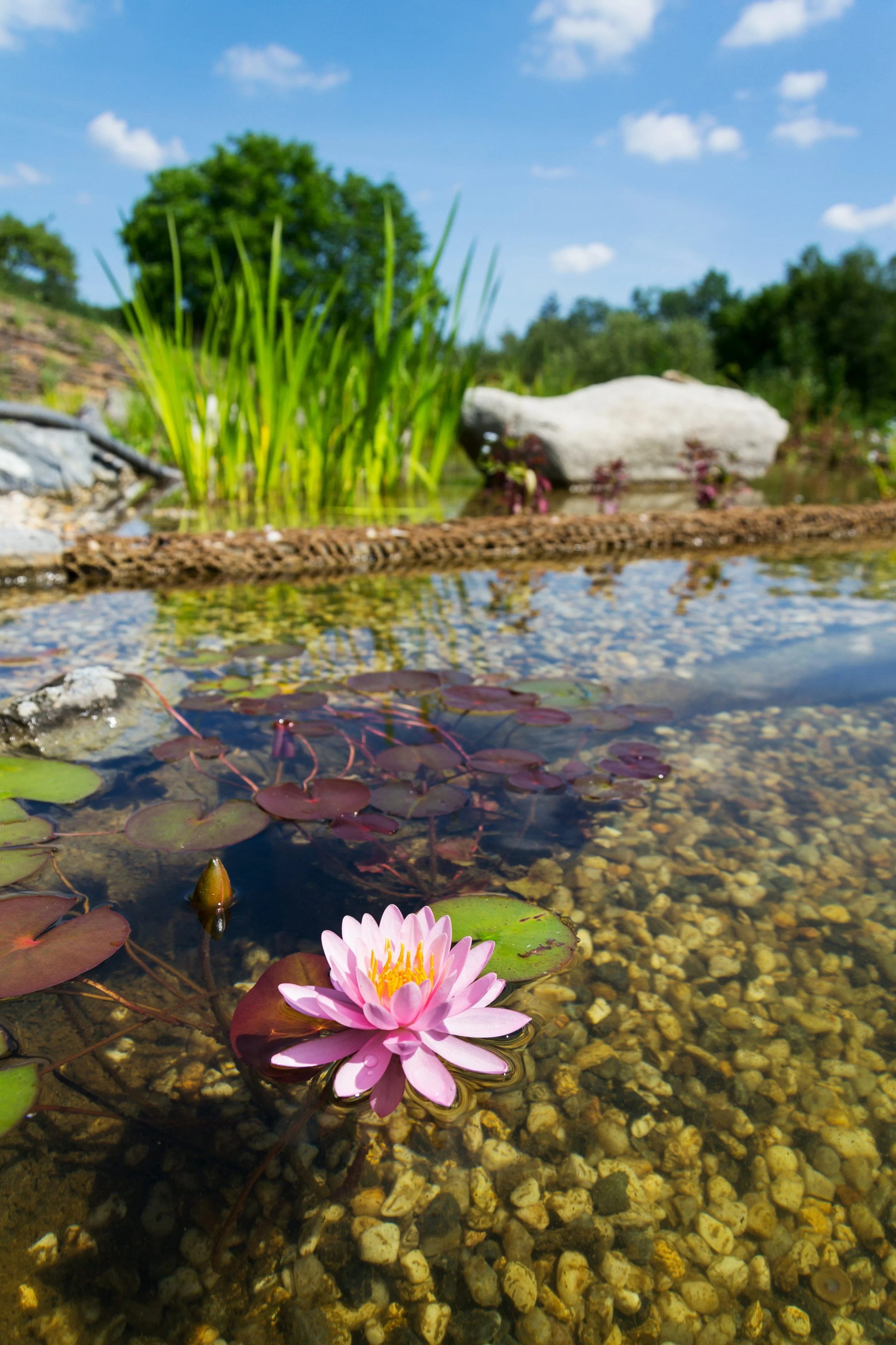 A pink water lily floating on a pond with green lily pads, small rocks, and a large rock in the background, with trees and blue sky.