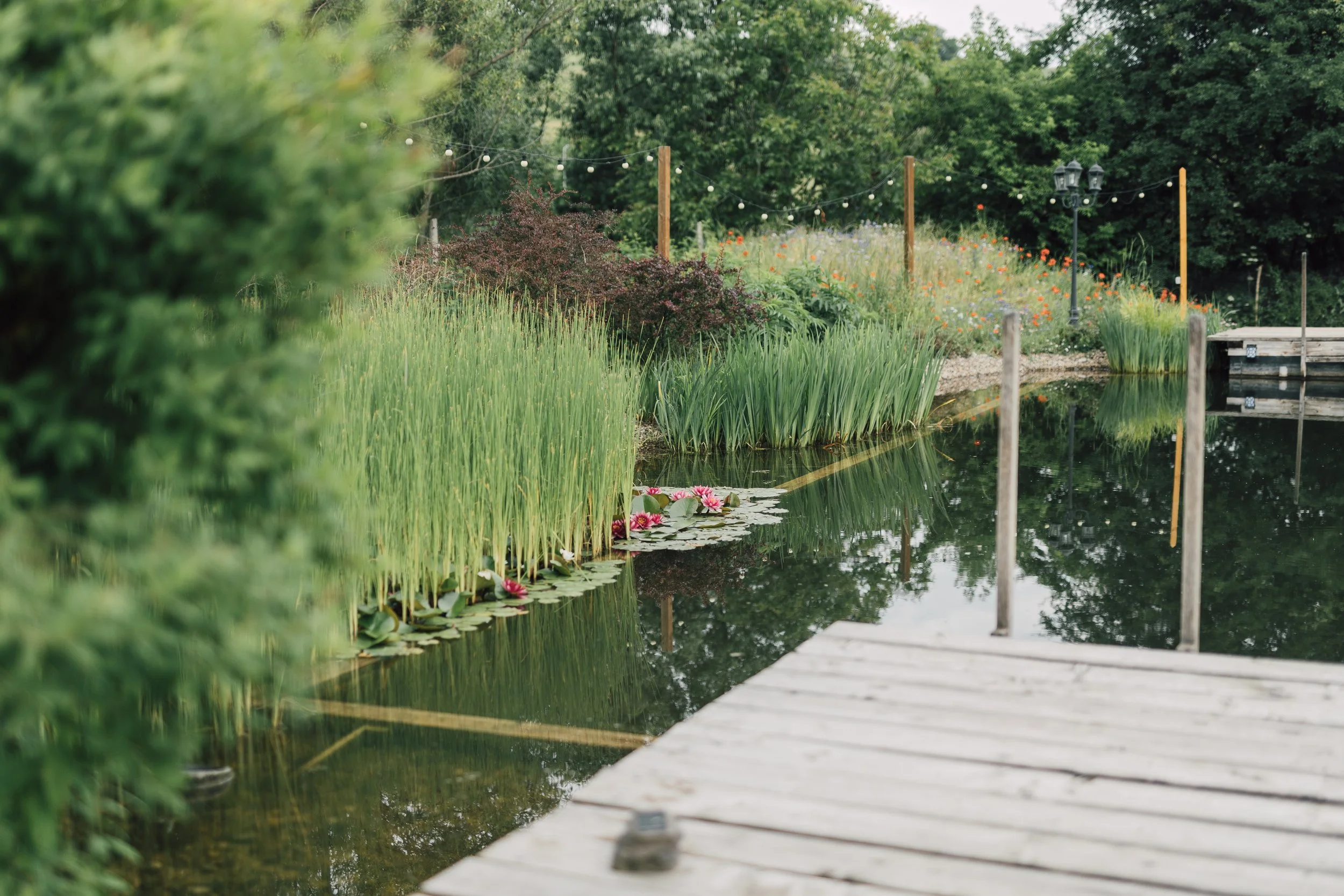 A serene pond surrounded by lush green plants and flowers, with a wooden dock extending into the water and decorative lights hanging overhead.