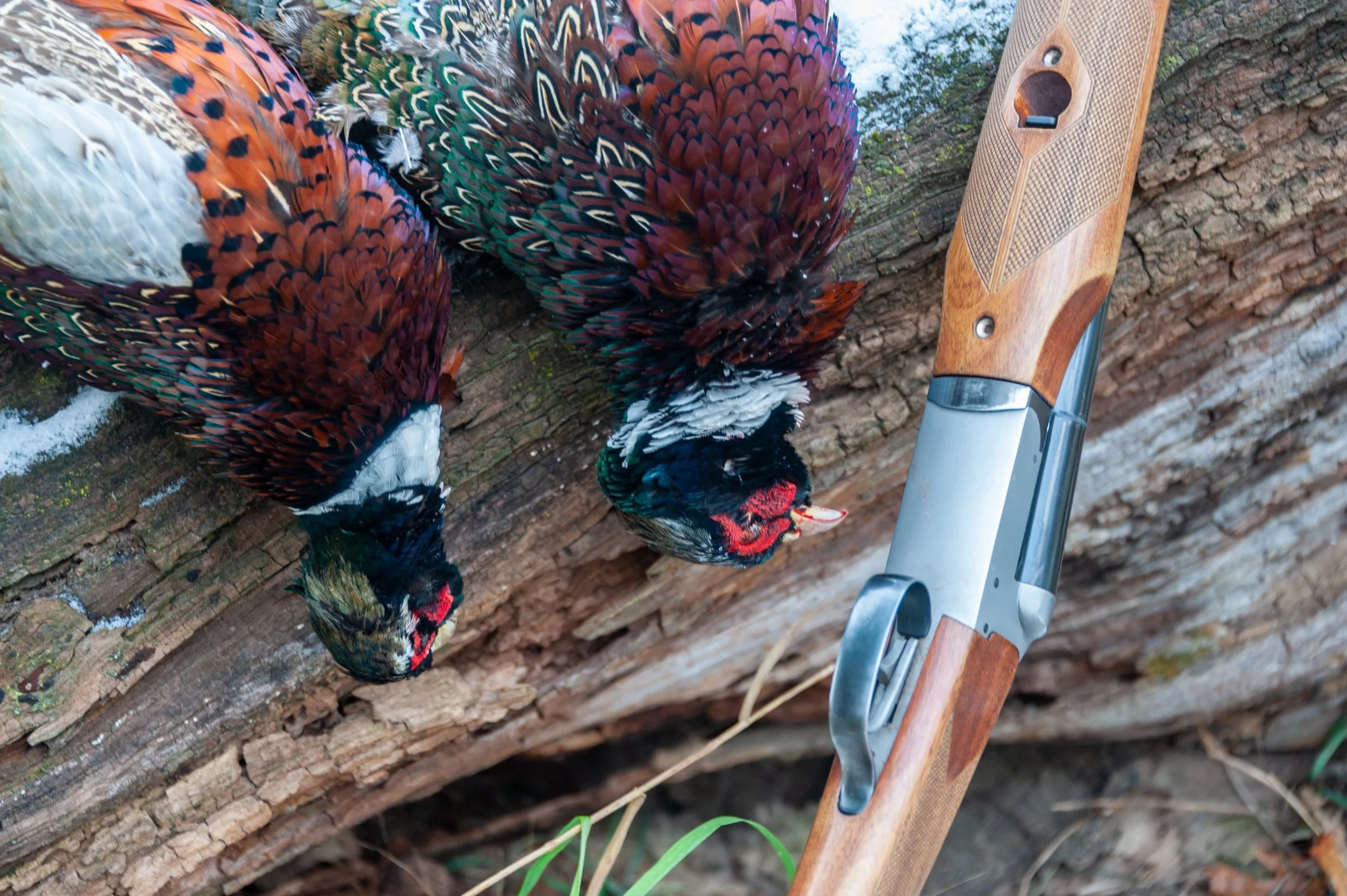 Two ring-necked pheasants are lying on a log with a shotgun placed nearby.