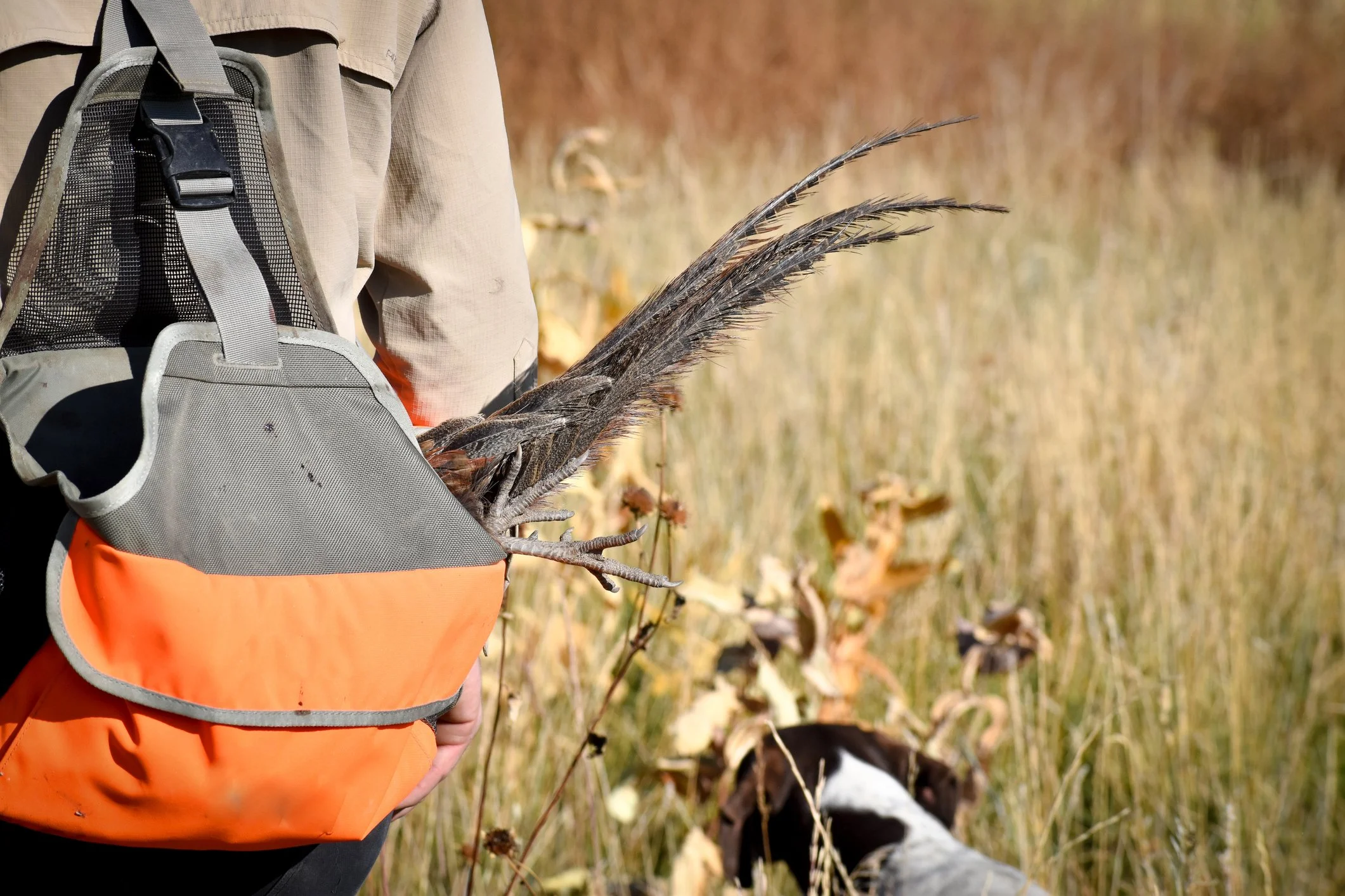 Person holding a pheasant in a field with tall grass, accompanied by a brown-and-white hunting dog, with a backpack on.