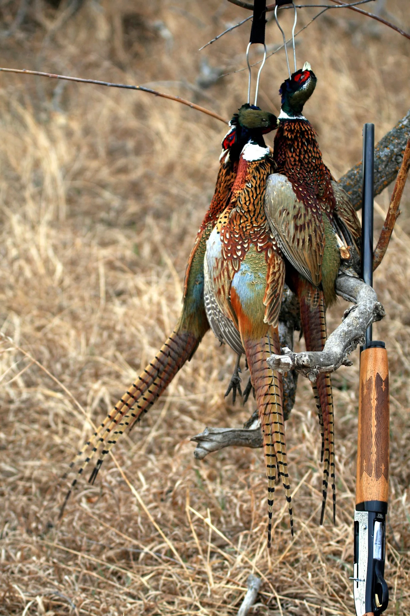 Two pheasants hanging from a tree branch, attached to a string, with a rifle leaning against the branch.
