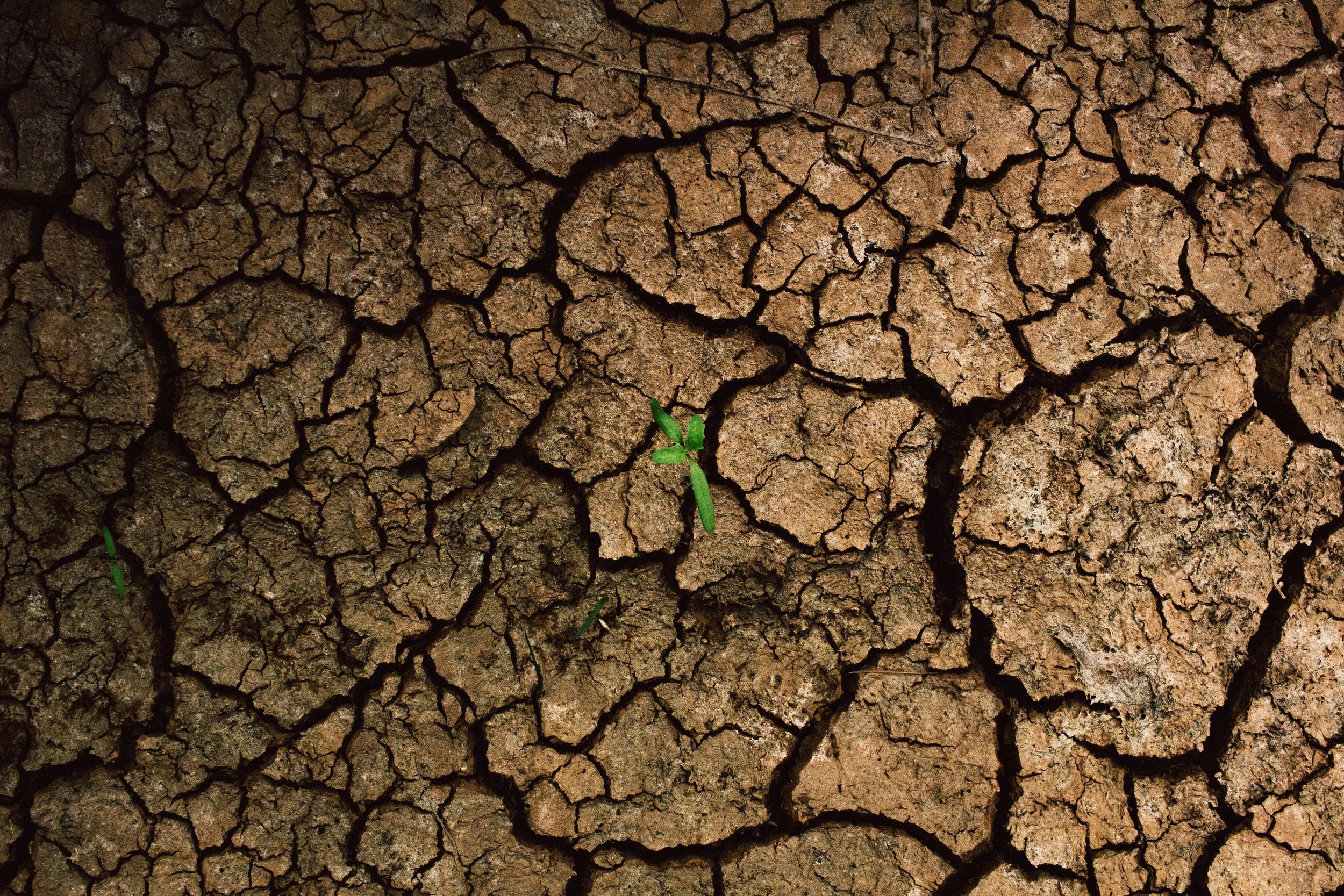 Close-up of cracked dry earth in Texas with small green plants sprouting from the cracks.
