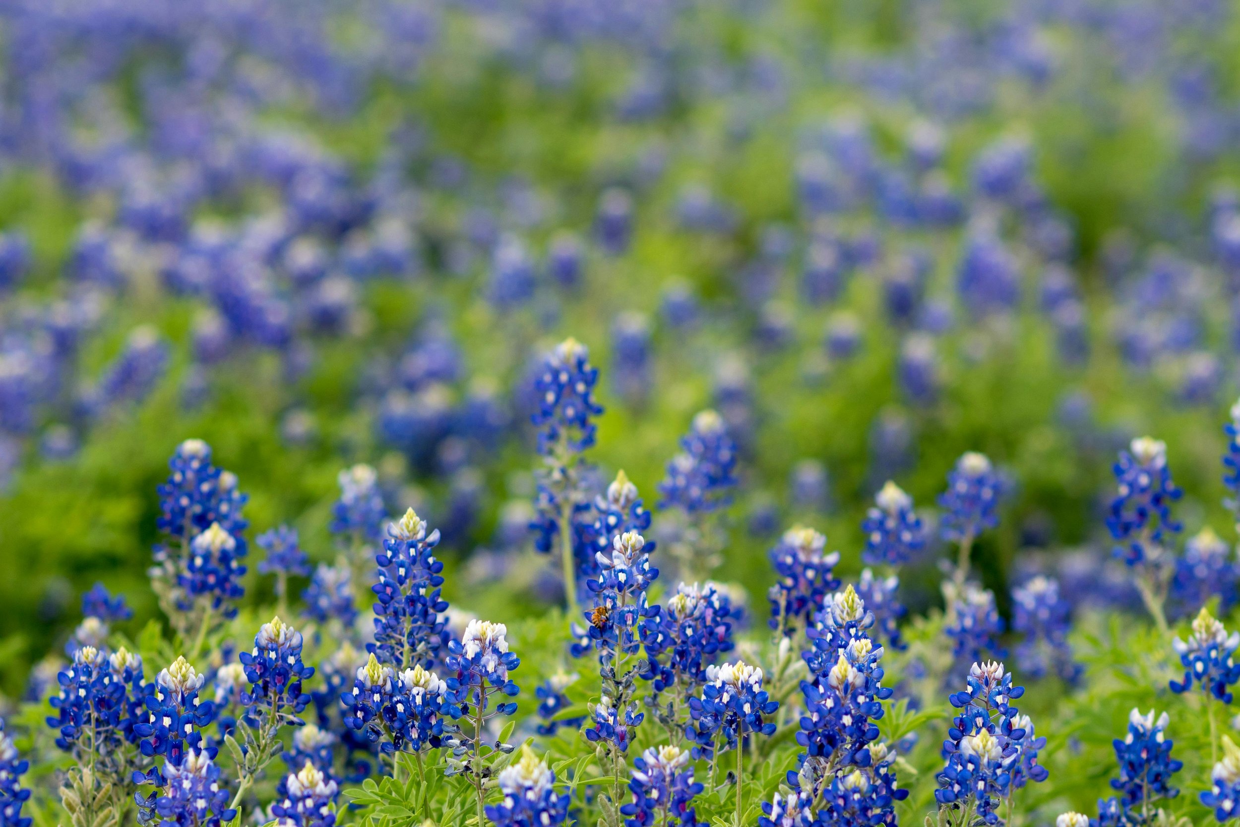A field of Texas bluebonnet flowers in bloom with green foliage, with a bee gathering nectar from one of the flowers.