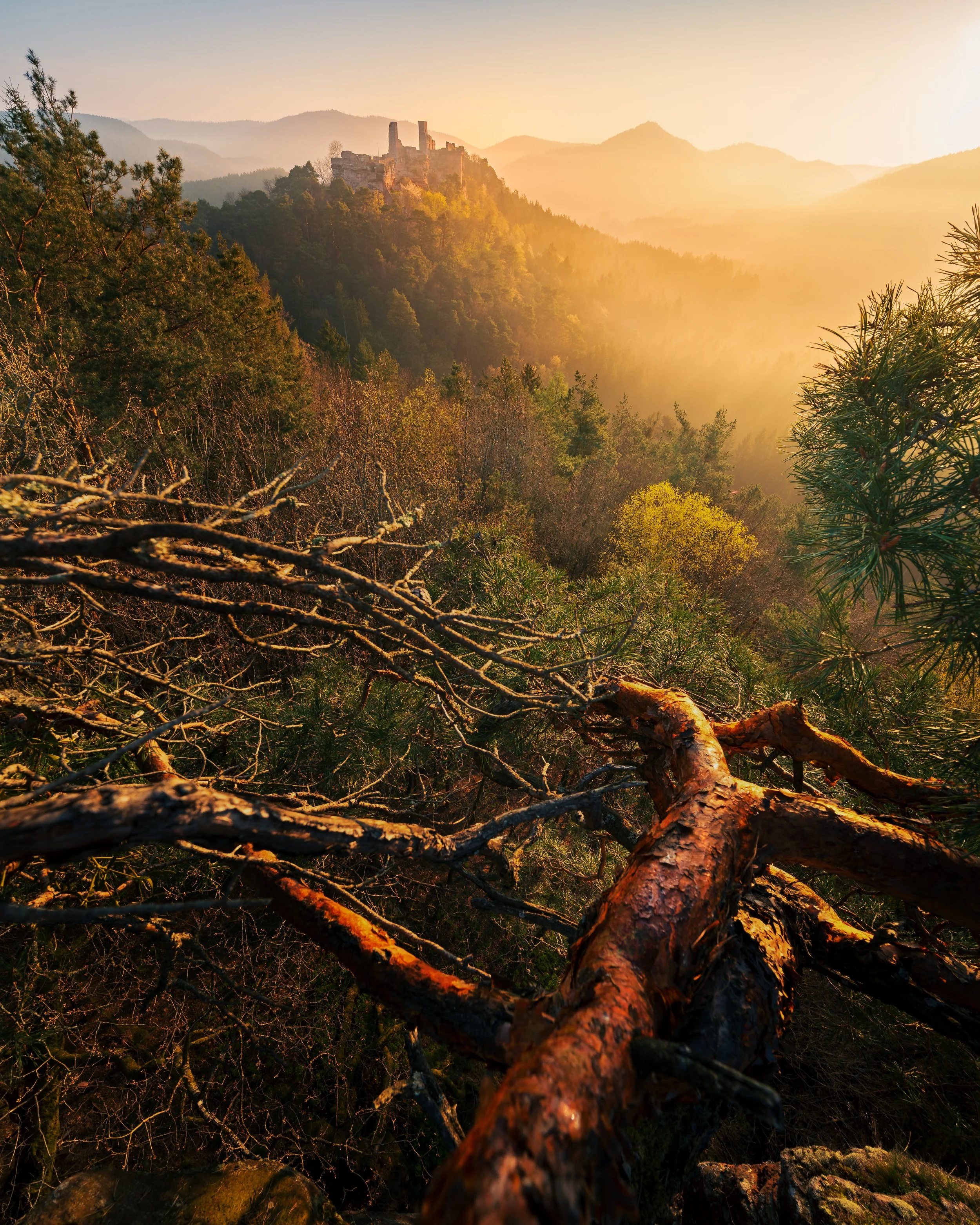 Blick von einem Baumstamm in einem Wald auf eine Burg auf einem Hügel bei Sonnenuntergang, mit bewaldeten Hügeln im Hintergrund.