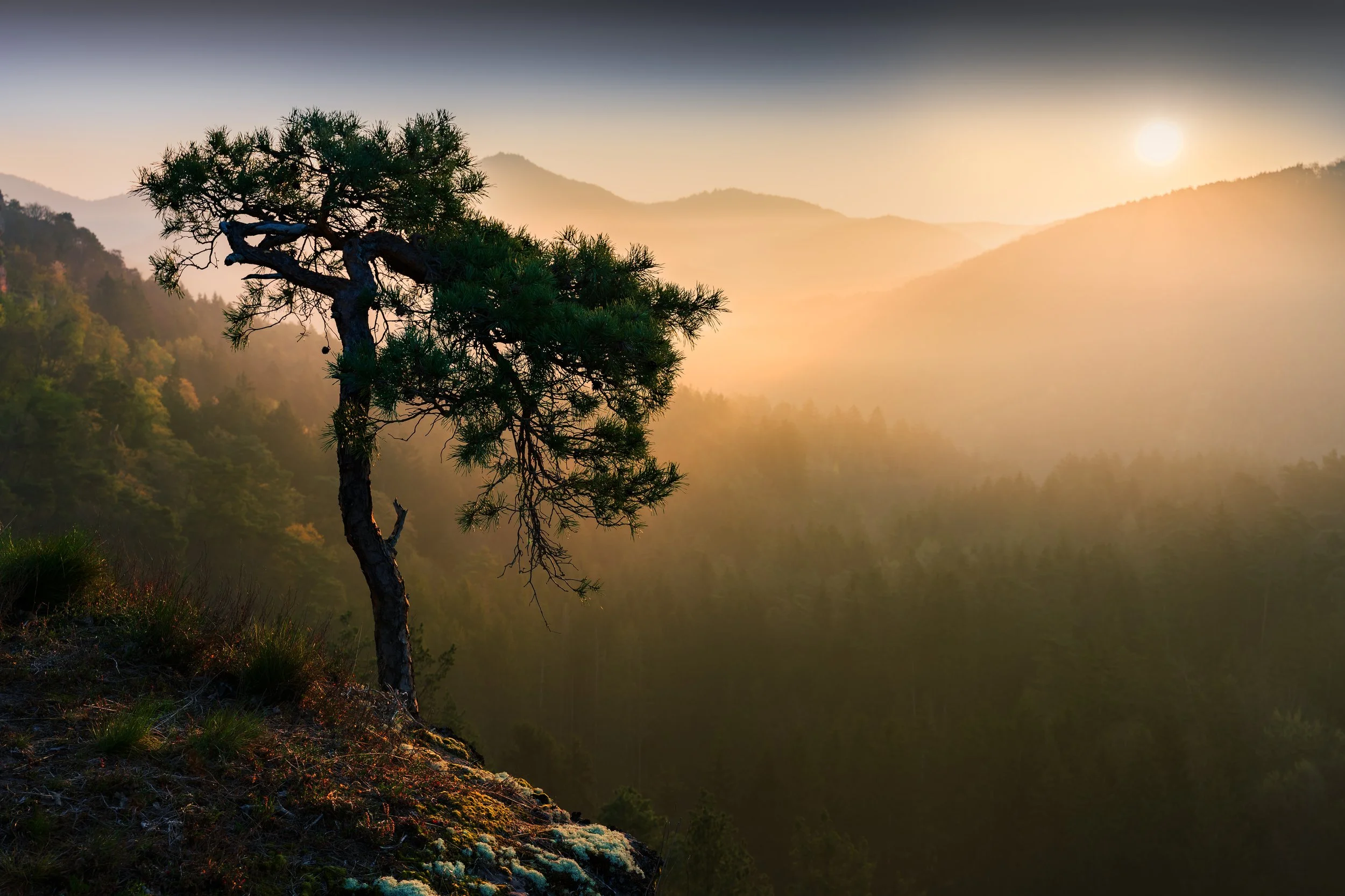 Ein einzelner Baum auf einem Hügel bei Sonnenaufgang, mit Bergen im Hintergrund und leichter Nebel im Tal.